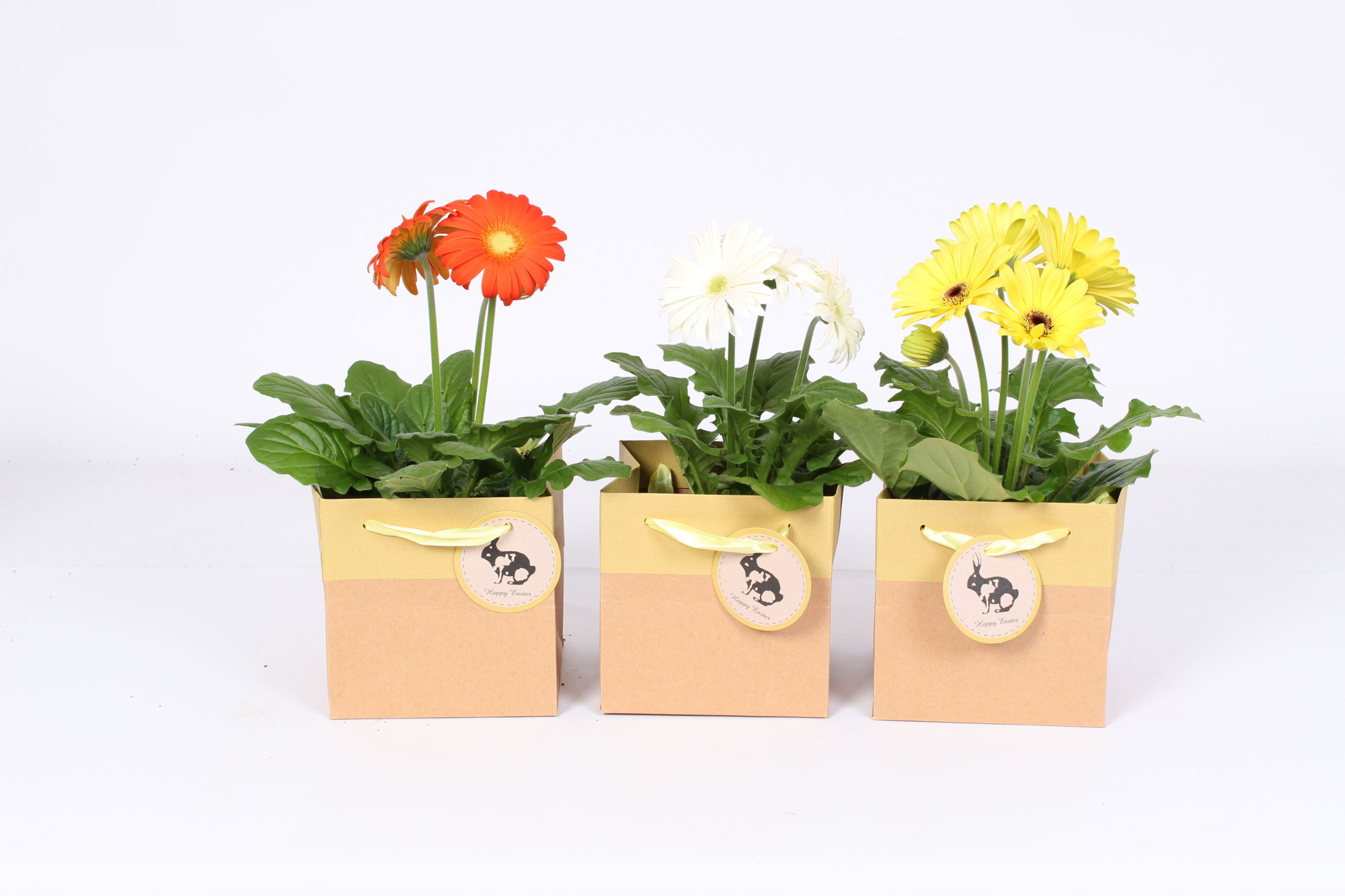 Gerbera 2+ bl gemengd 12cm in Paas tasje, D 12