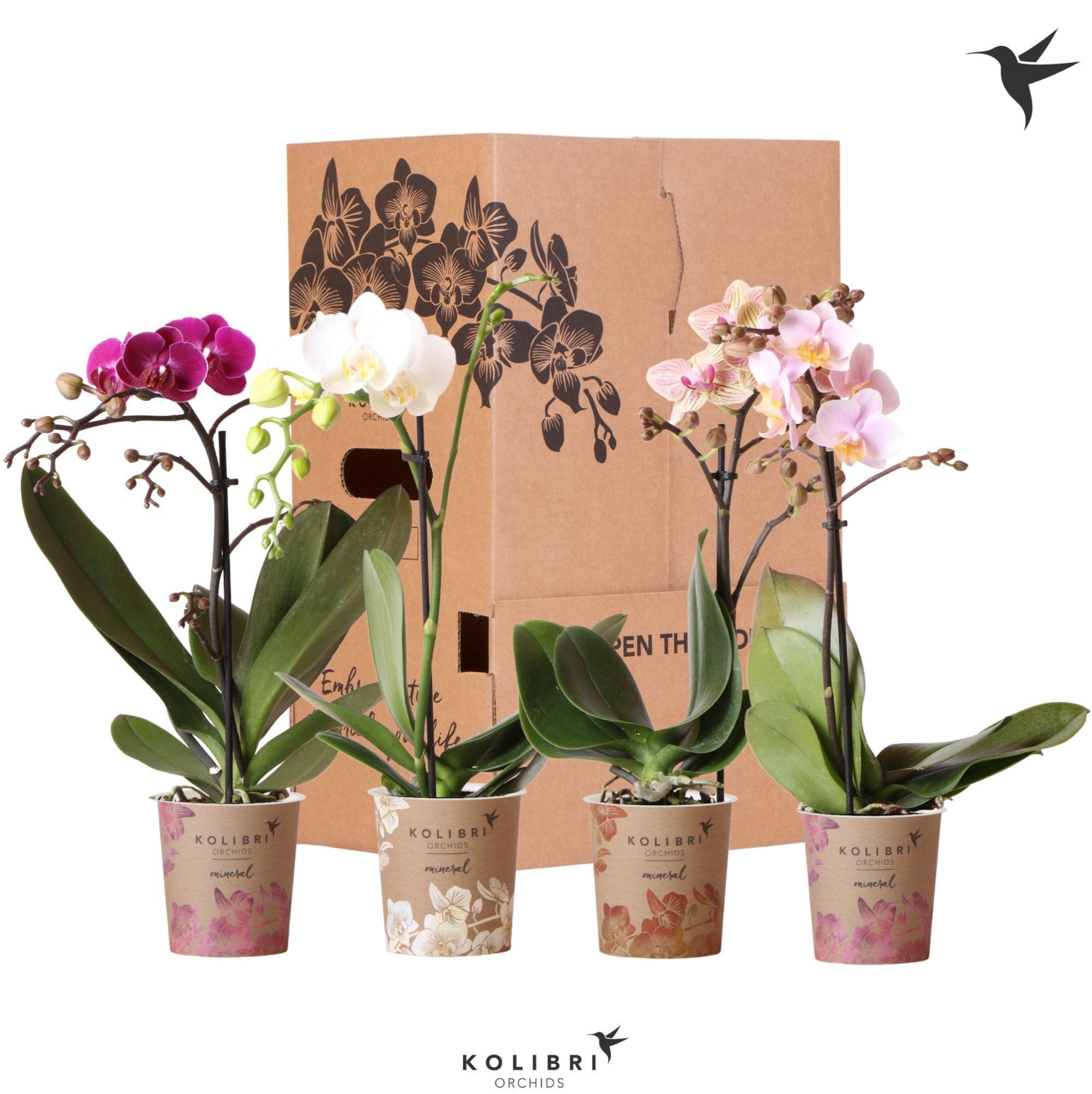 Kolibri Orchids Phalaenopsis Mix 1 spike No sleeve, D 9