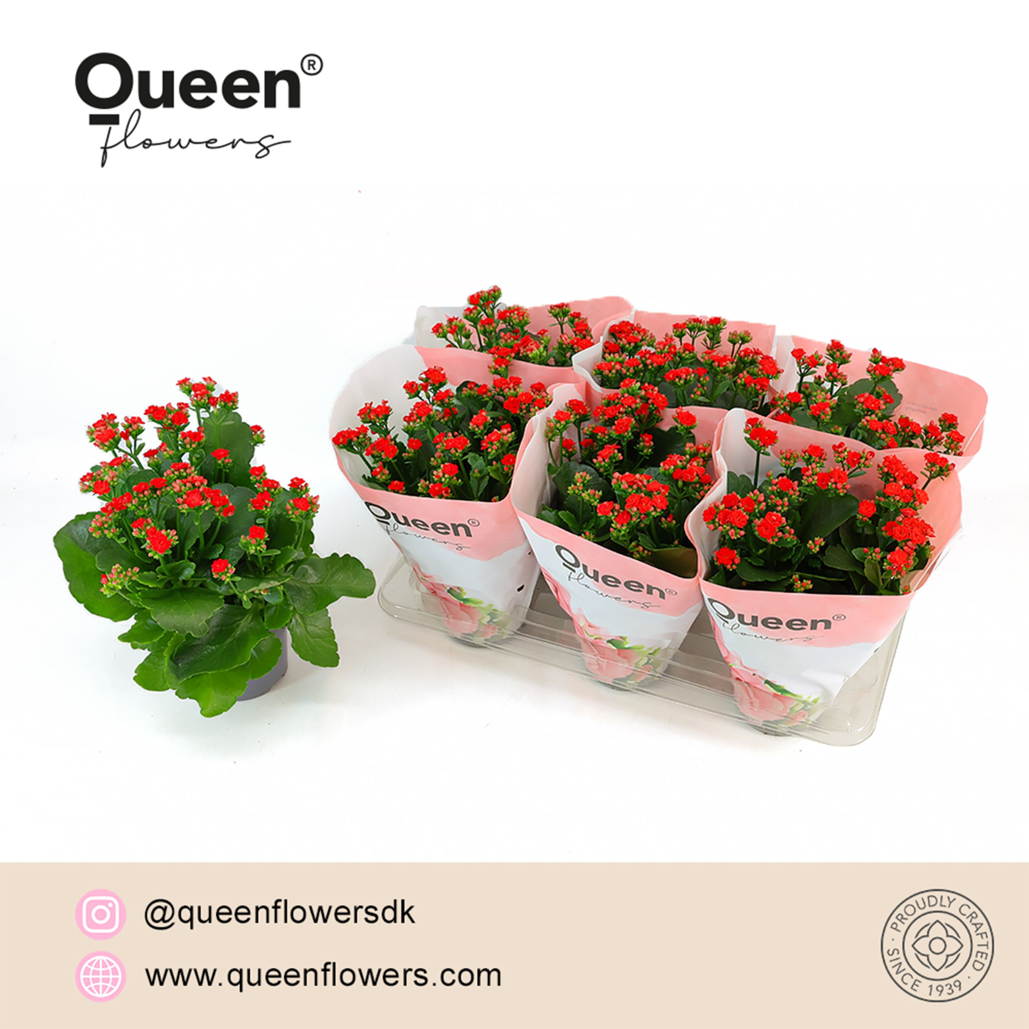 Kalanchoe Demi Rood P14 Queen, D 14