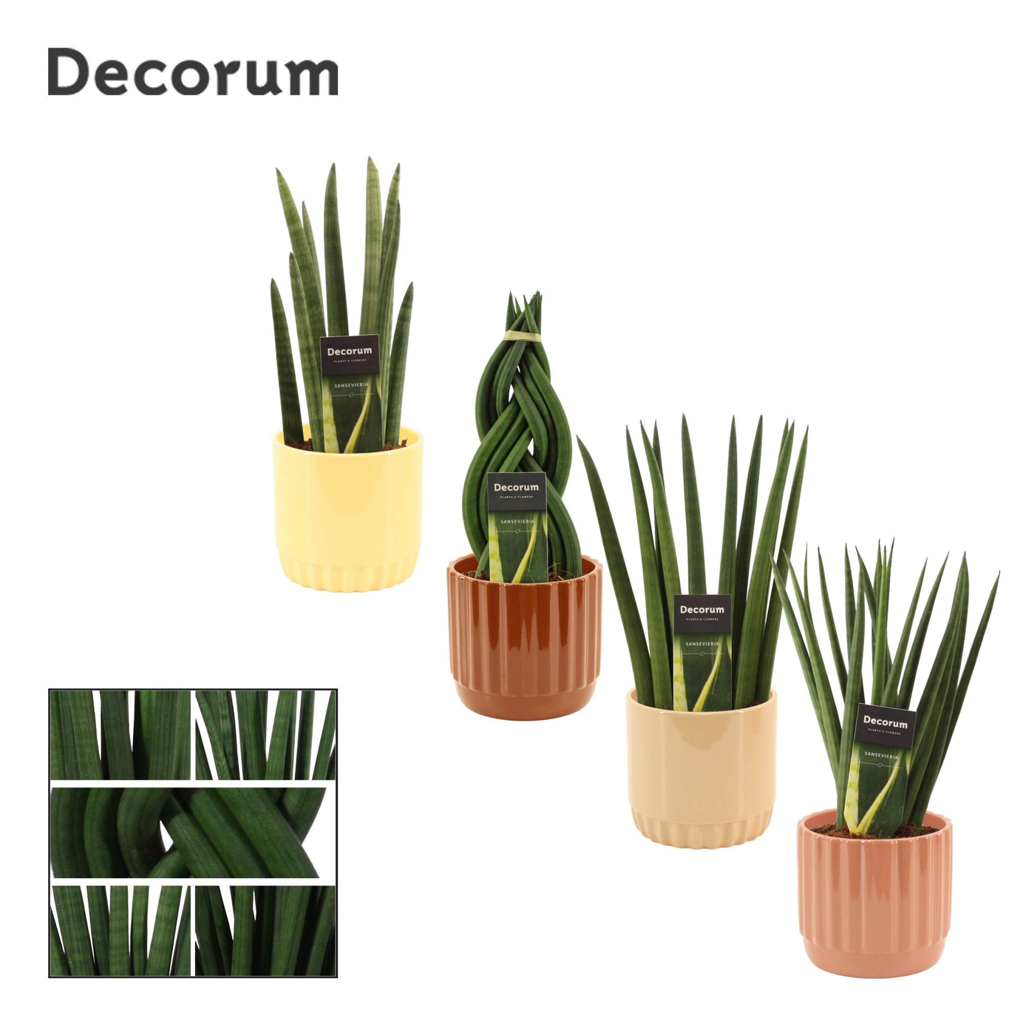 Sansevieria Cylindrica 12 cm Mix in Liam (Coffee blend-collecti, D 12