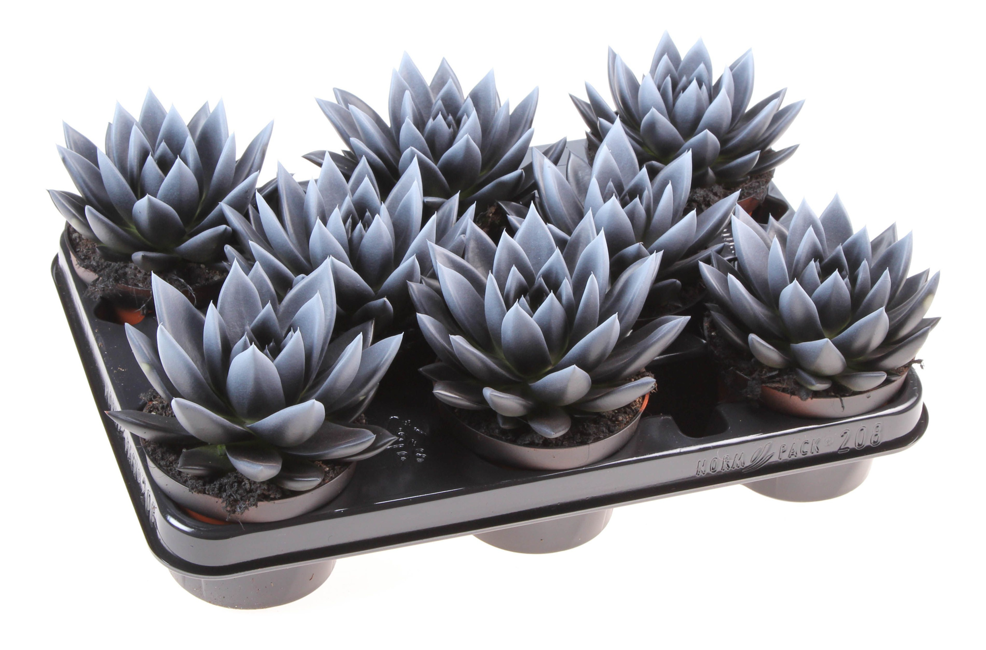 Halloween bicolor black + white point, D 10,5