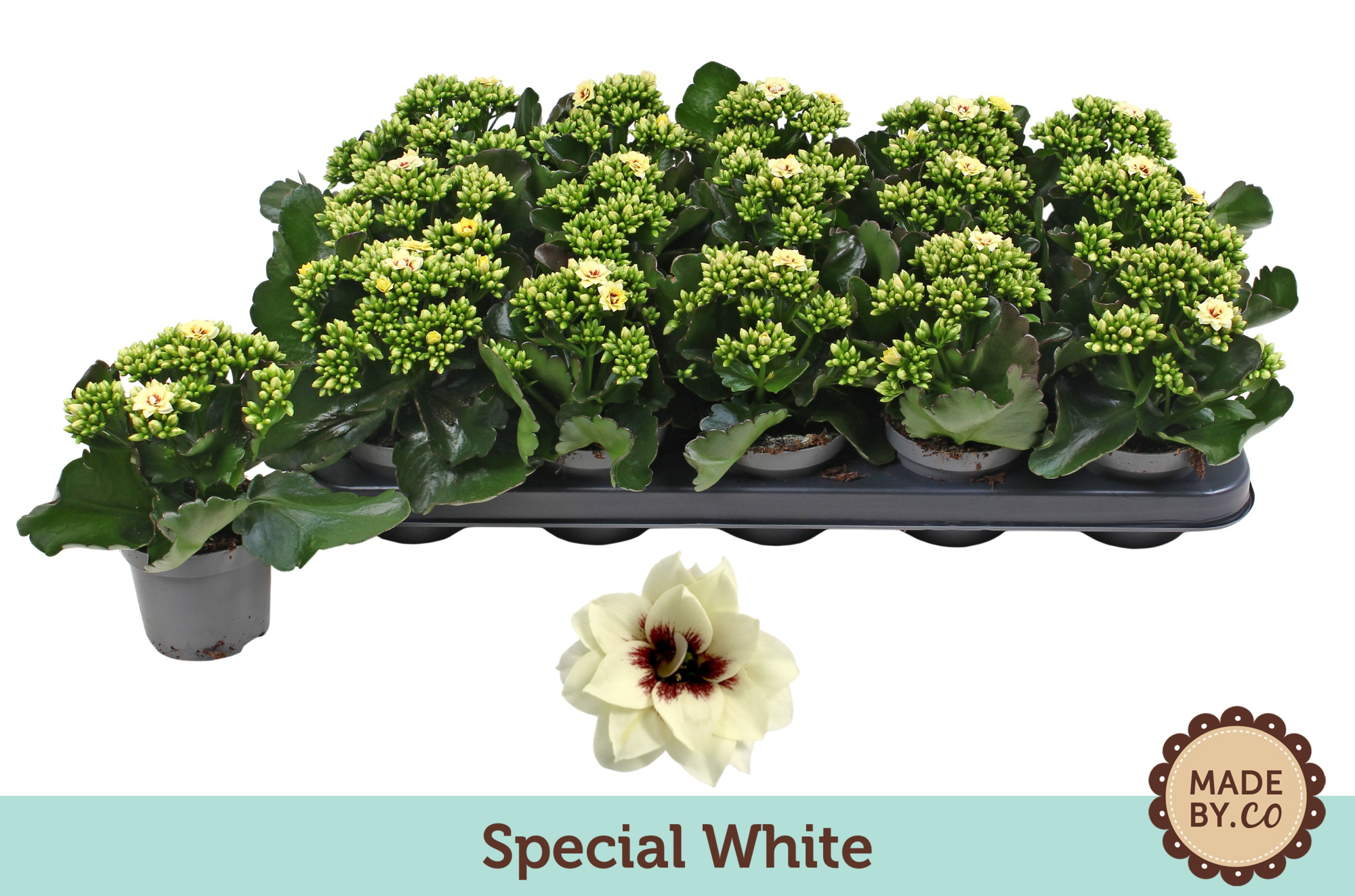 Kalanchoë Special Special White - no sleeve, D 9