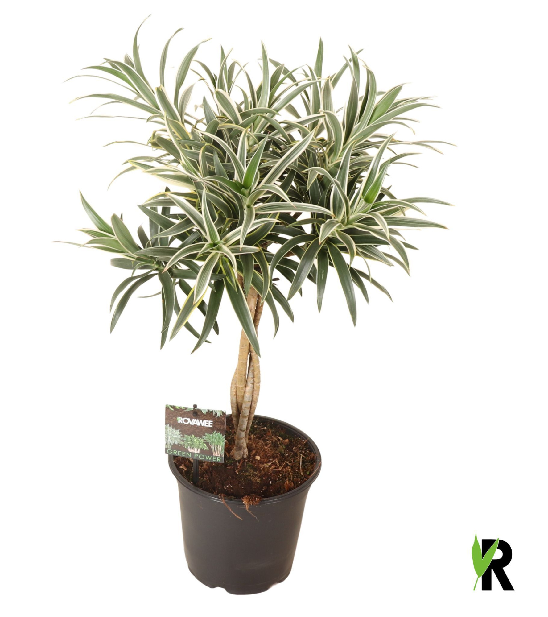 Dracaena reflexa Valentina gevlochten stam, D 19