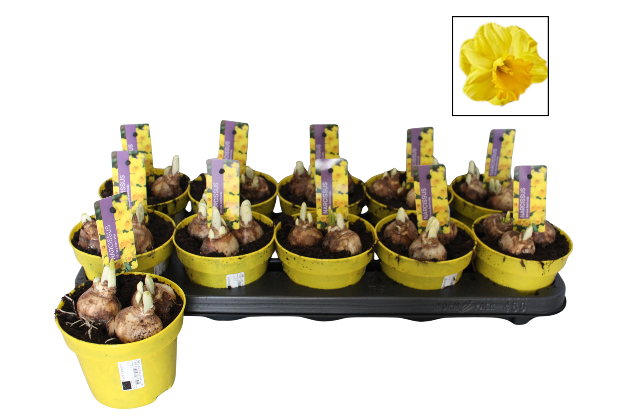 Narcissus P12 Adriana Geertruida, D 12