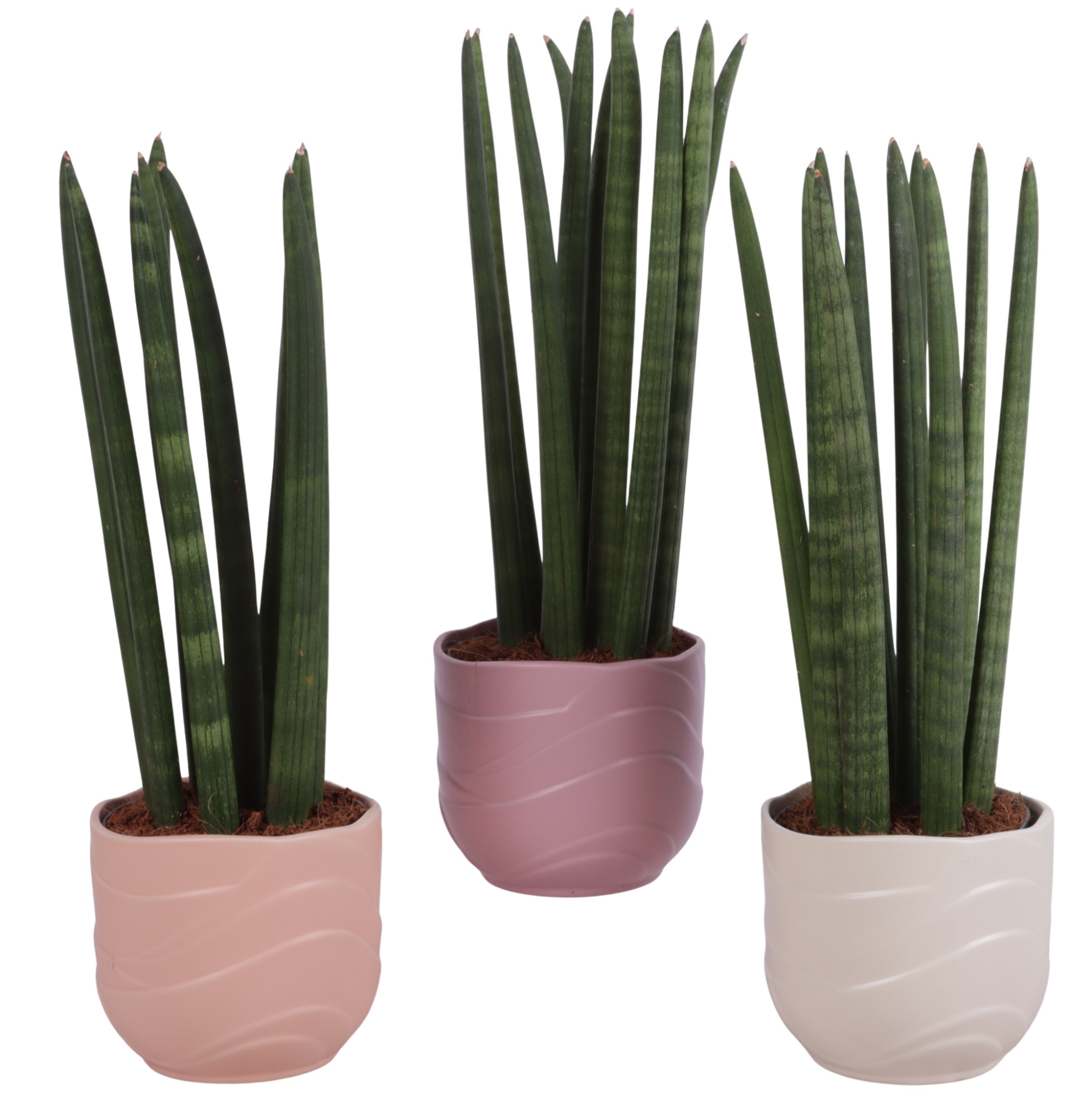 Sansevieria Cylindrica Straight 10 Leaf in Ø14cm Ceramic SE660, D 14 cm