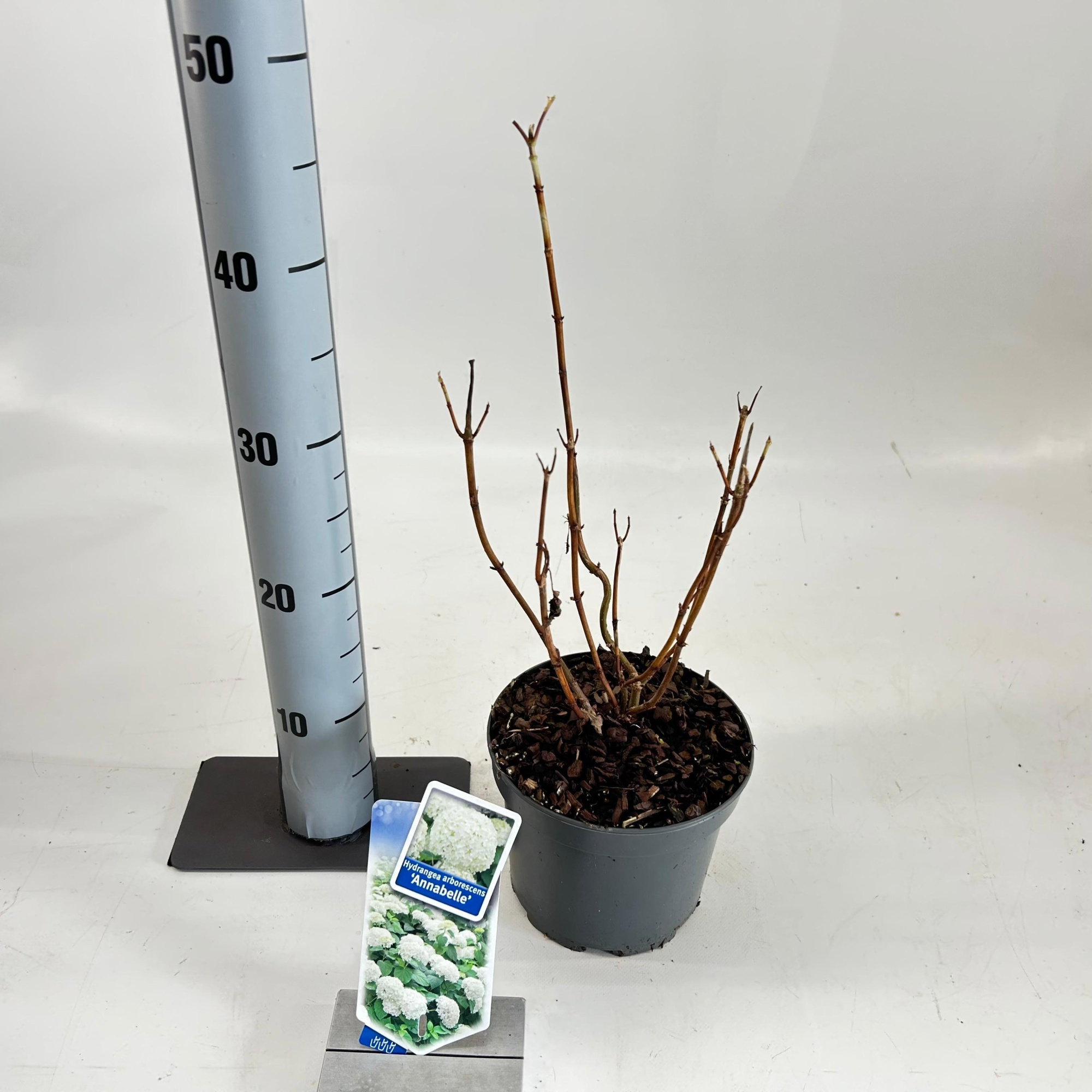 Hydrangea arb. ‘Annabelle’, D 17