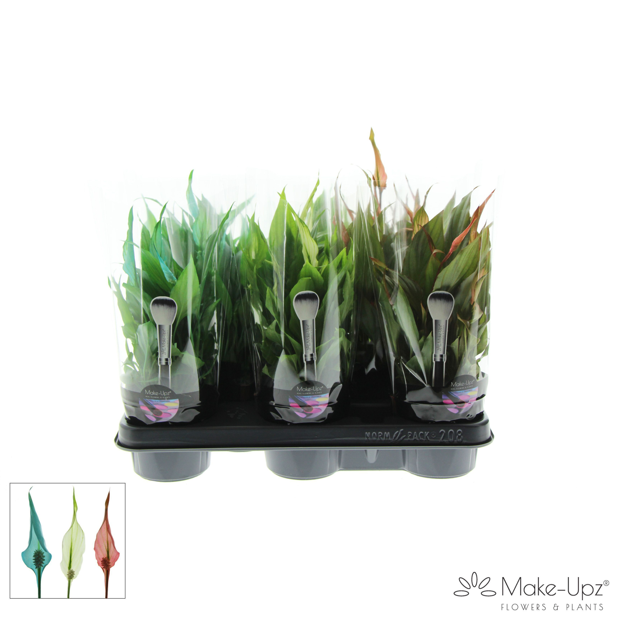 Spathiphyllum 10,5 cm Make Upz Winter mix, D 10,5 cm