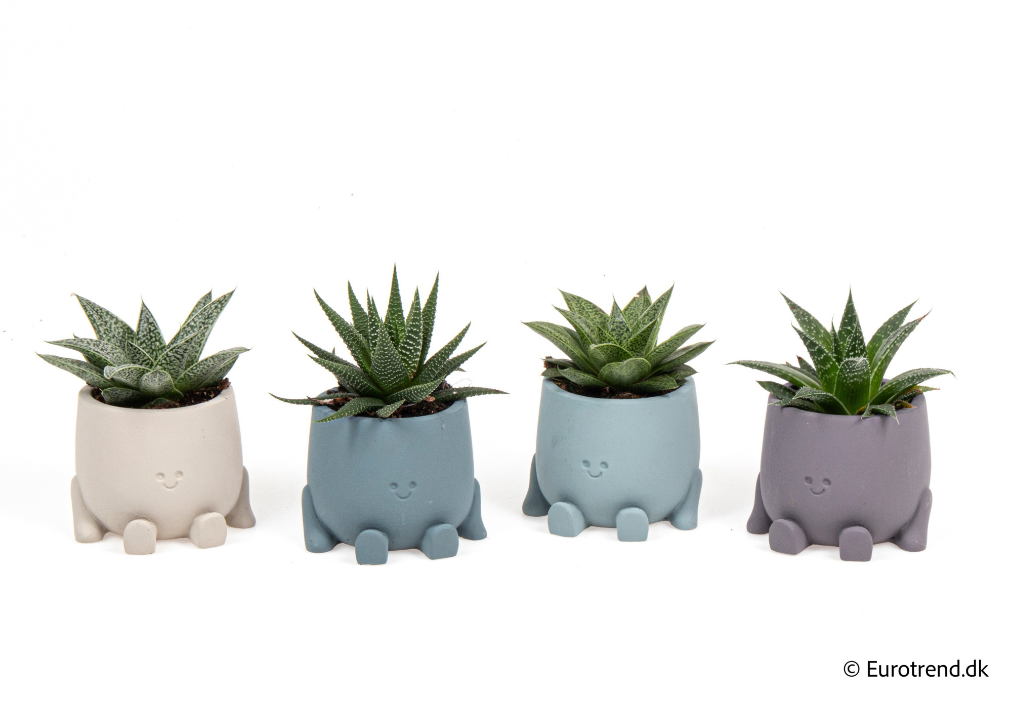 Succulent Mix in New Look ceramic 2026, D 6