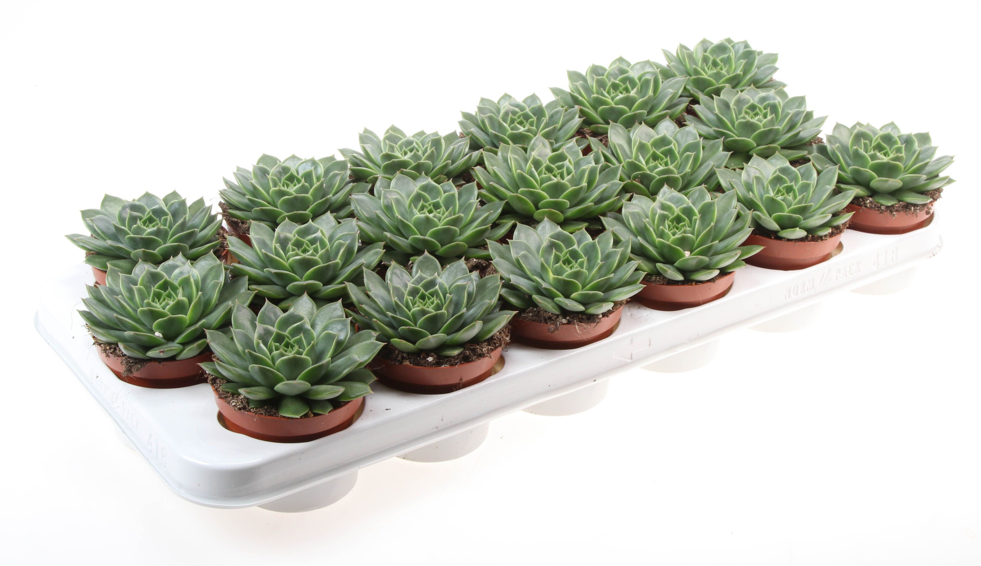 Echeveria Miranda Flat, D 8,5