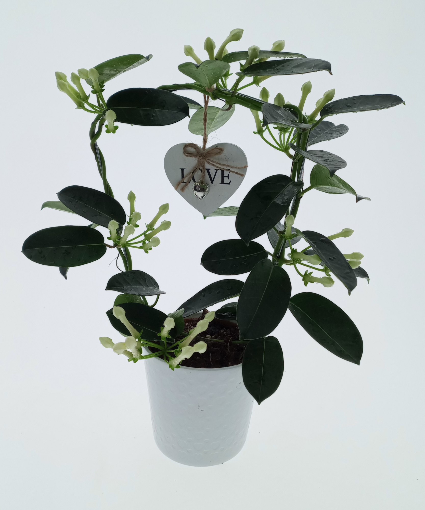 Stephanotis Valentijn 6-9 ker. Tulp met hang Hart, D 12