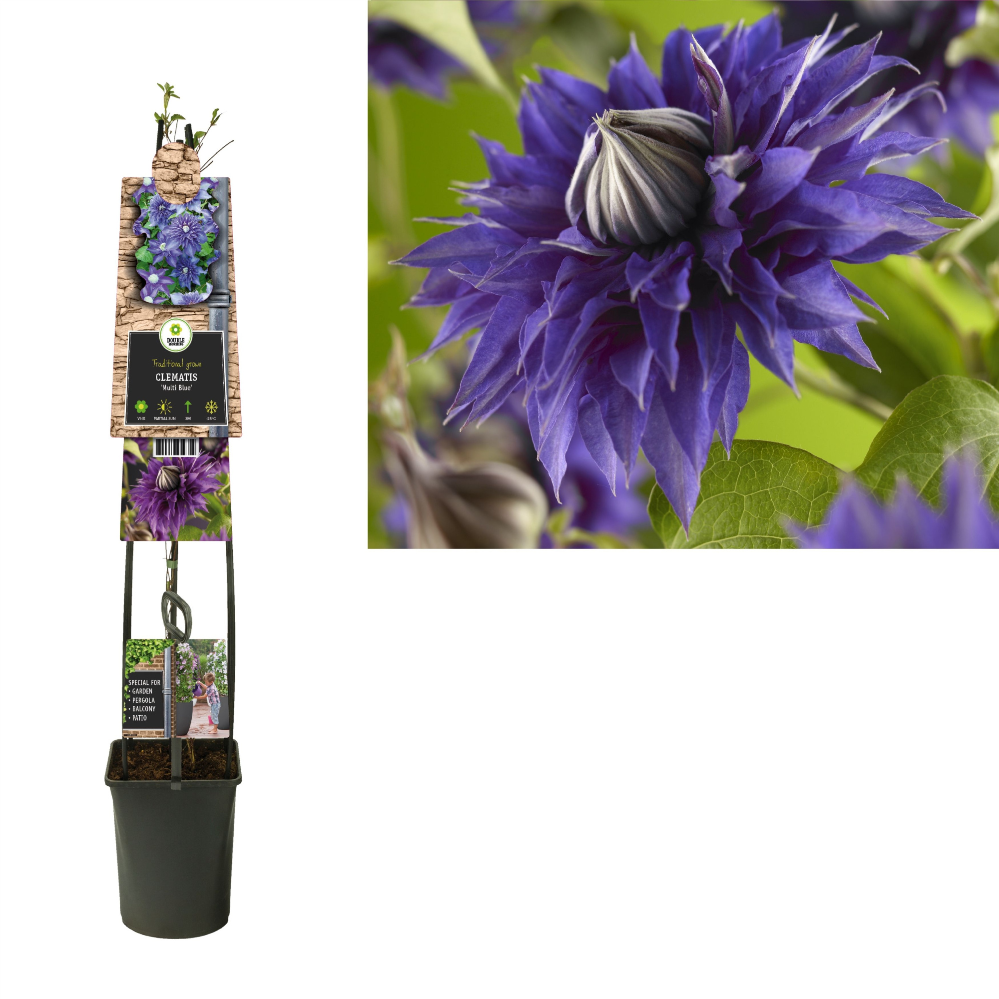 Clematis 'Multi Blue' +3.0 label, D 23