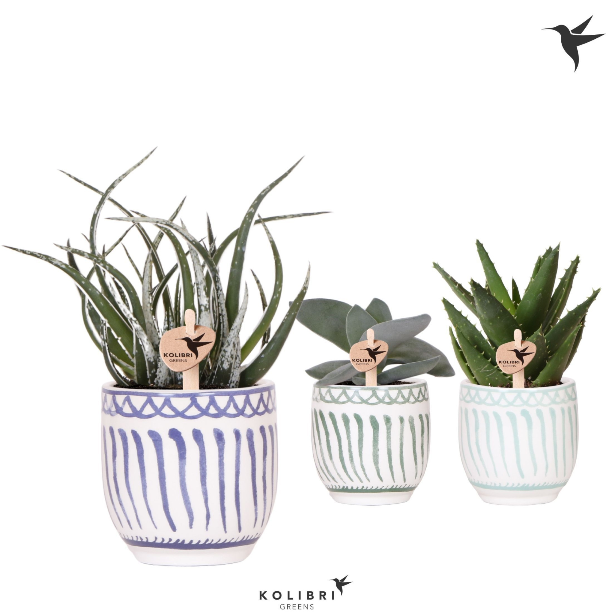 Kolibri Greens Succulenten mix in Granada pot blue mix, D 9