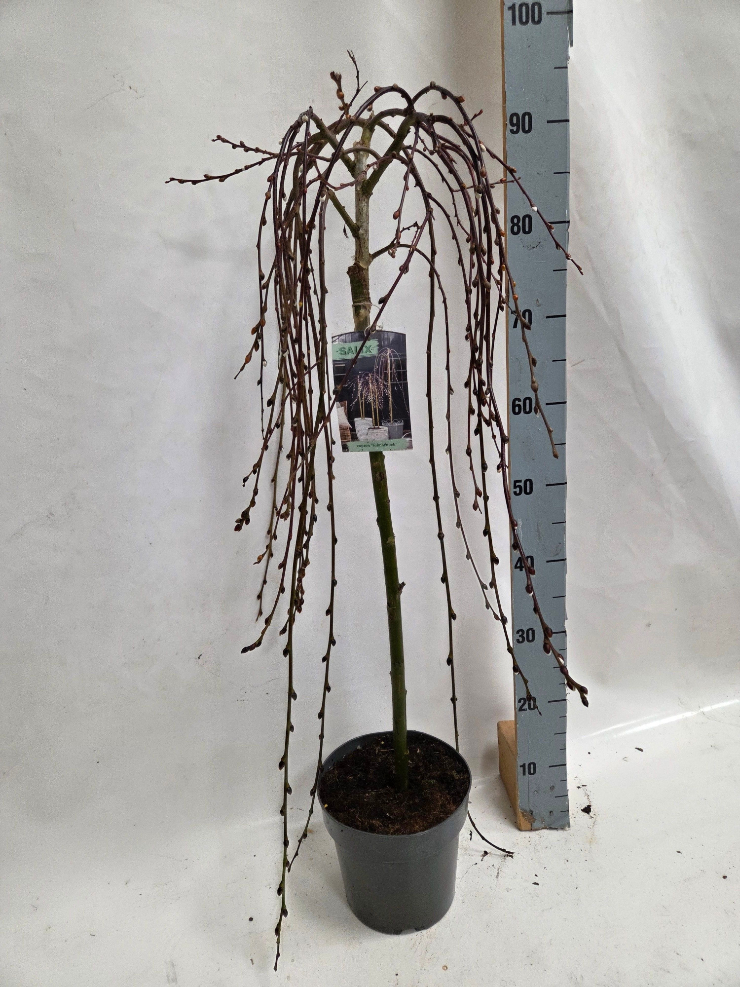 salix caprea kilmarnock 60 cm, D 19