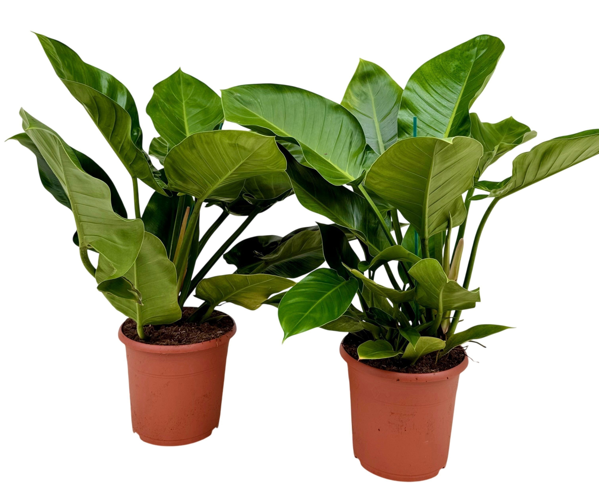 Philodendron imperial green P24, D 24