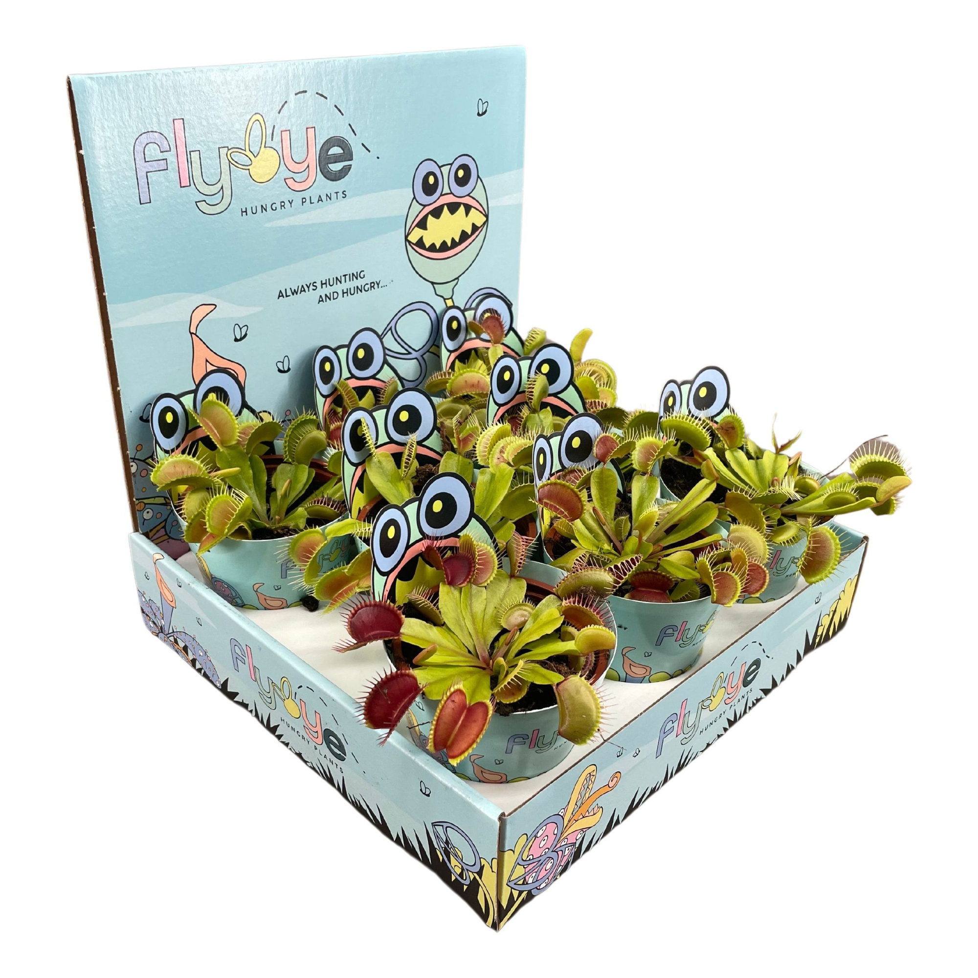 Dionaea muscipula 8,5 cm in Flybye display, D 8,5