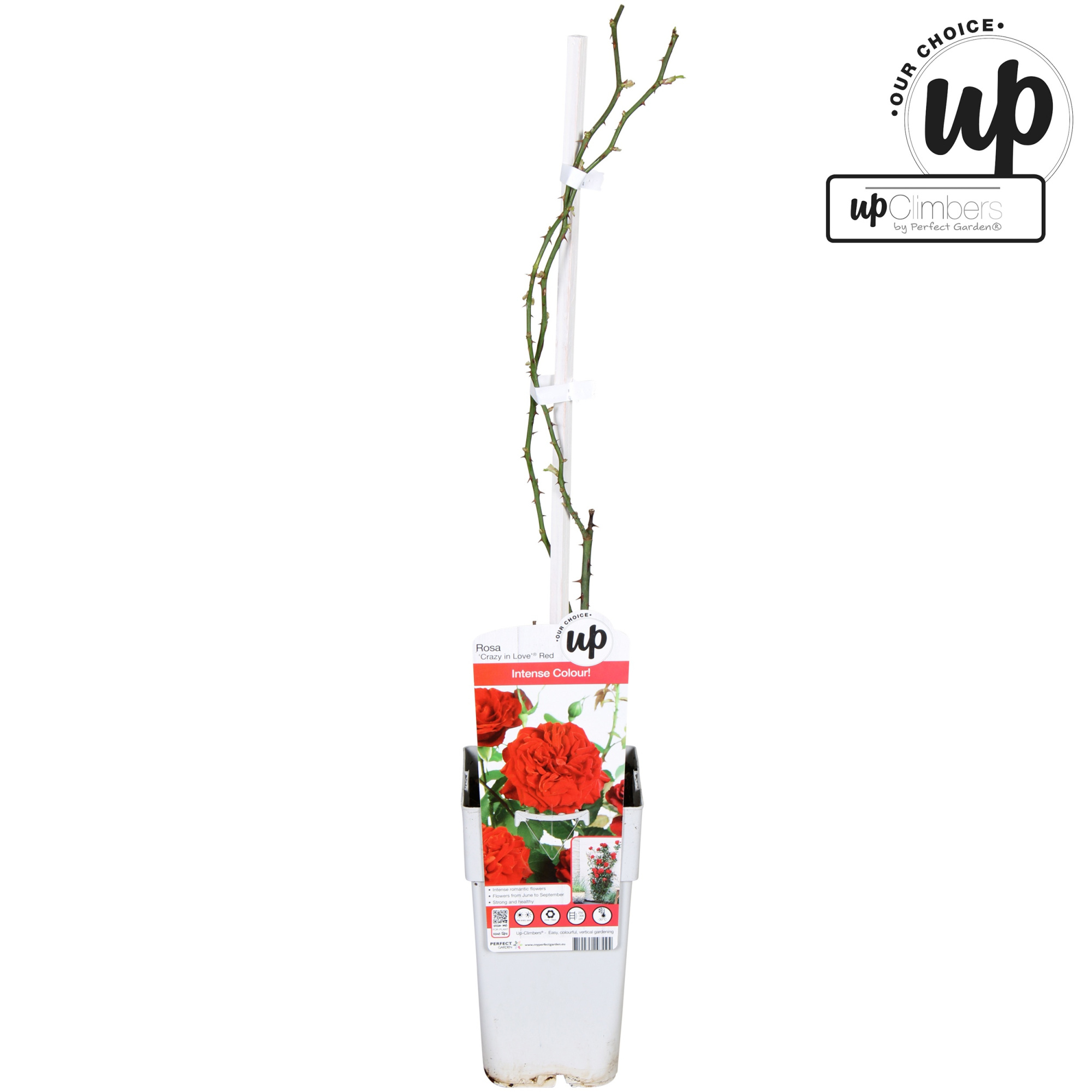 Rosa Crazy in love Red P15, D 15