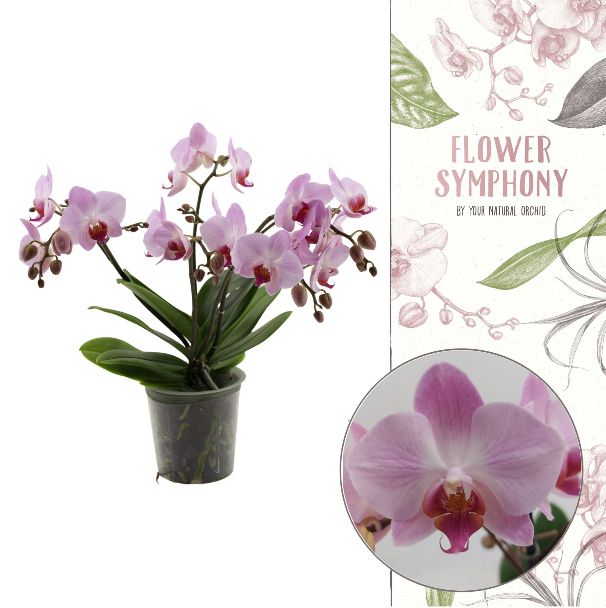 Flower Symphony | Antwerp | Phal 5+ spike (Ongestokt), D 12