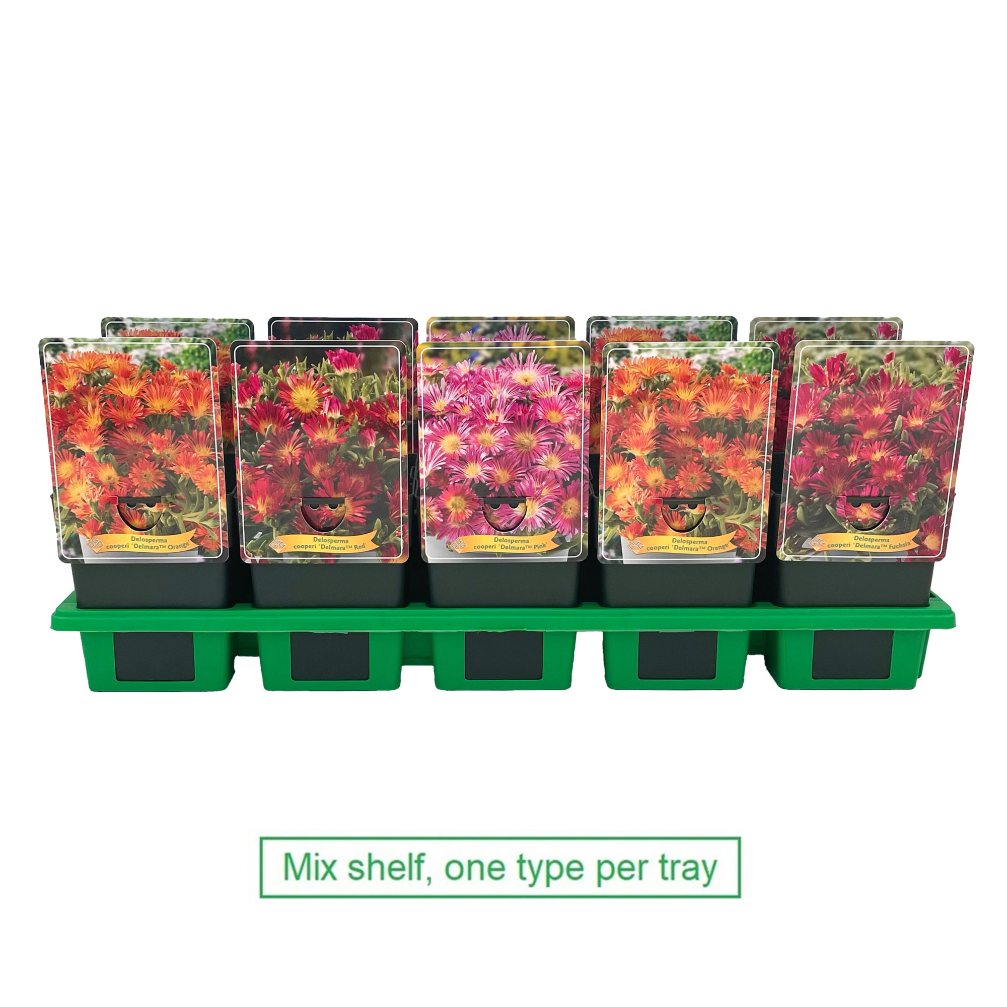 Delosperma mix laag P11, D 11