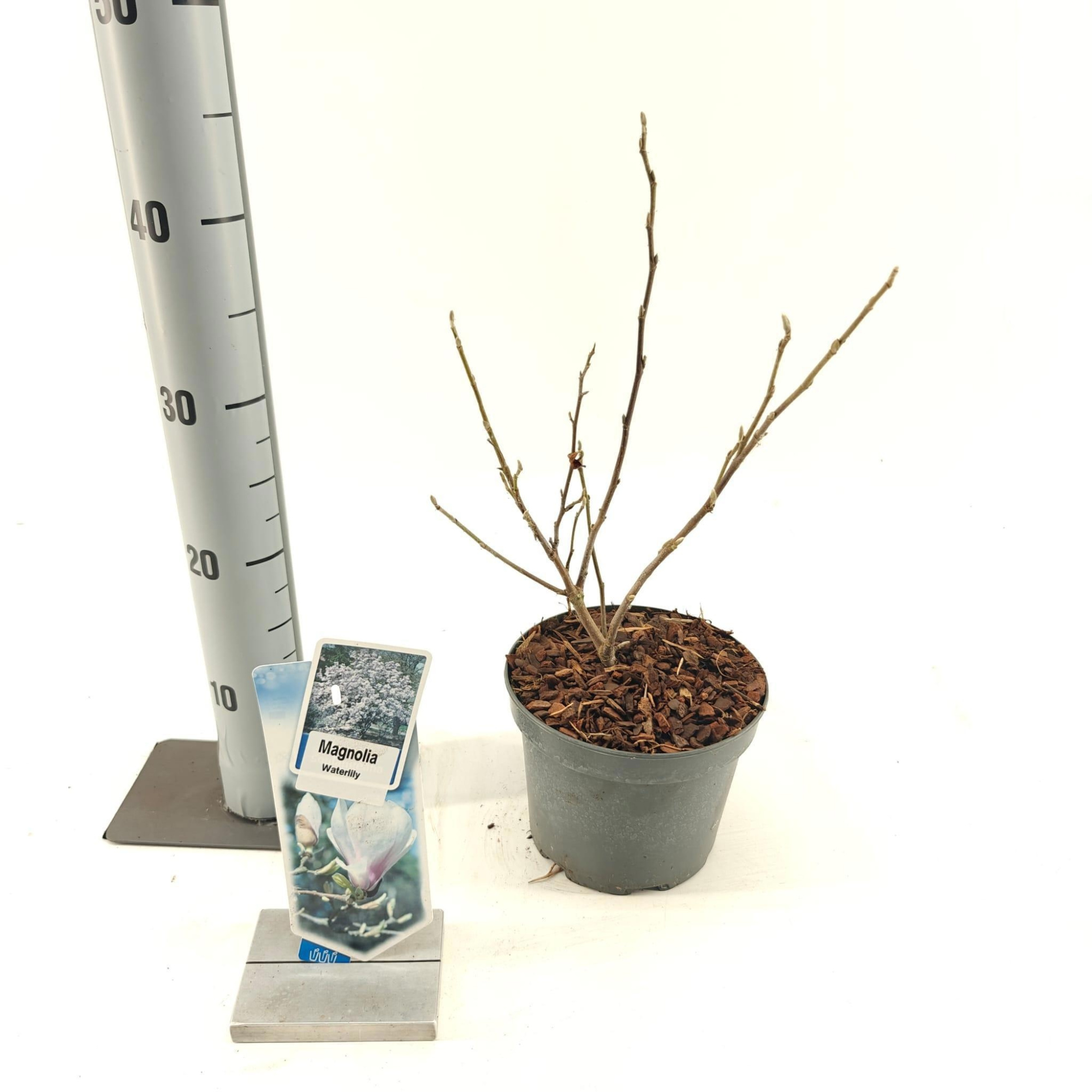Magnolia 'Waterlily', D 17