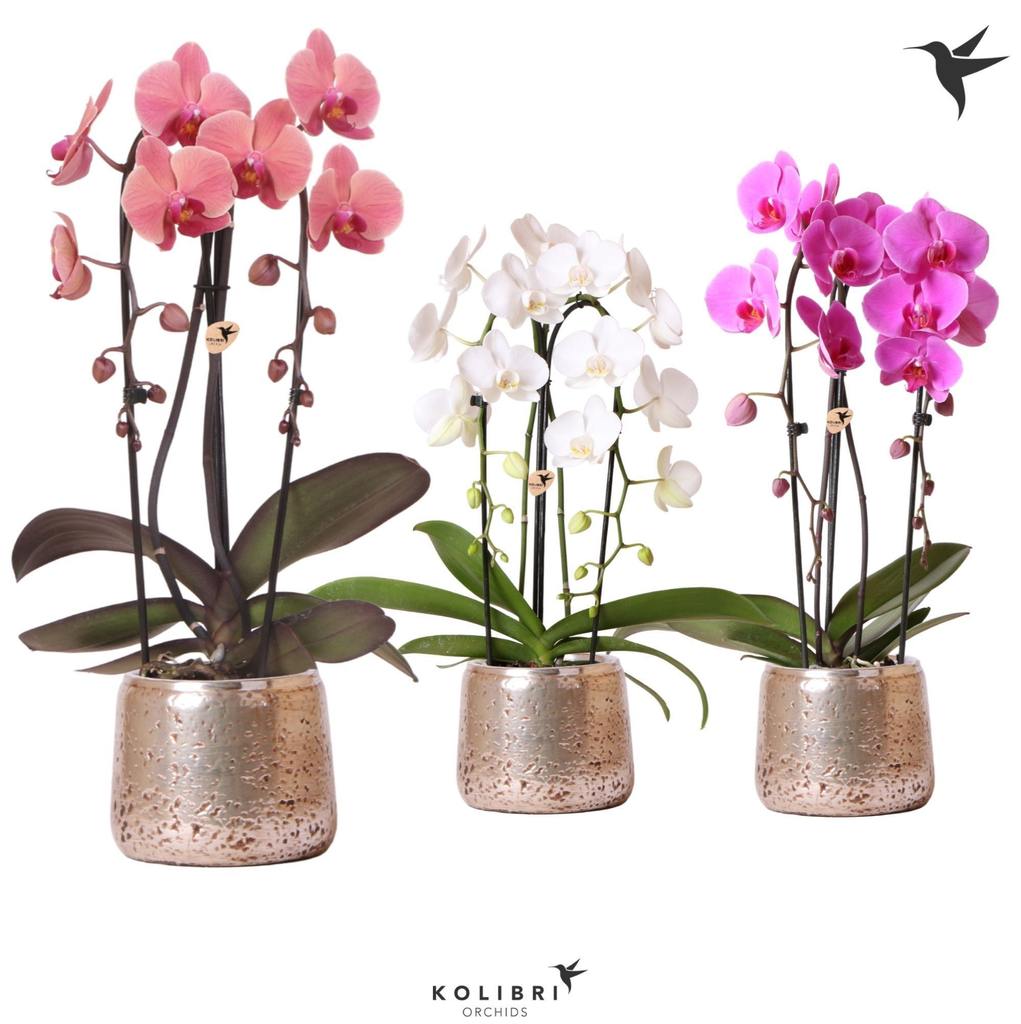 Kolibri Orchids Niagara fall 2spike Luxury pot silver, D 12
