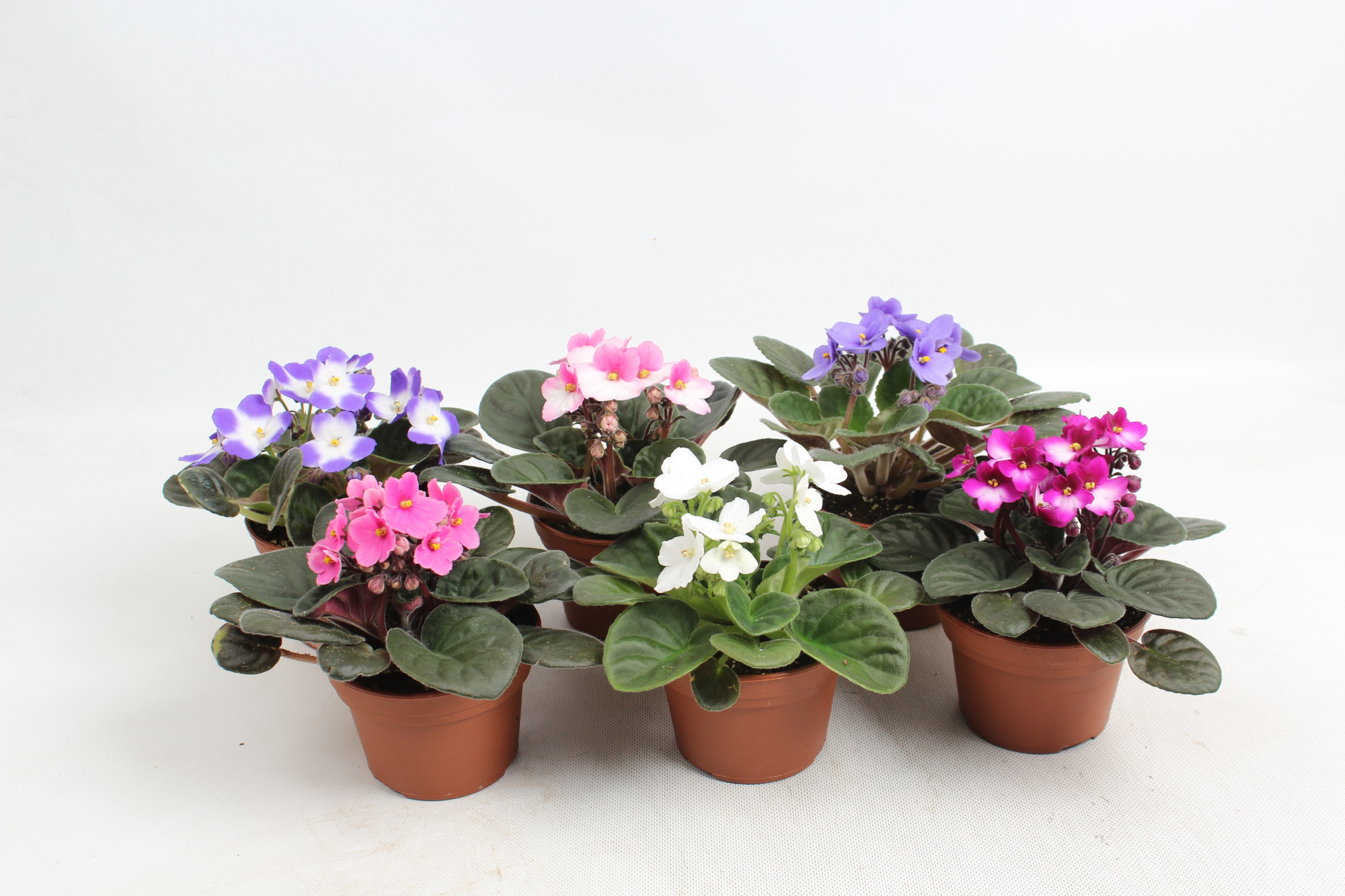 Saintpaulia 6 kleuren mix, D 12