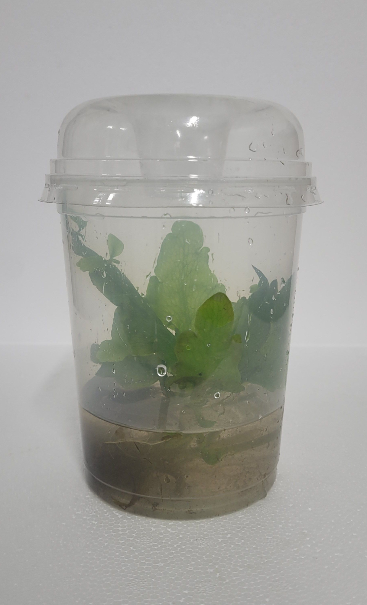 490-ceratopteris petroides, D 12