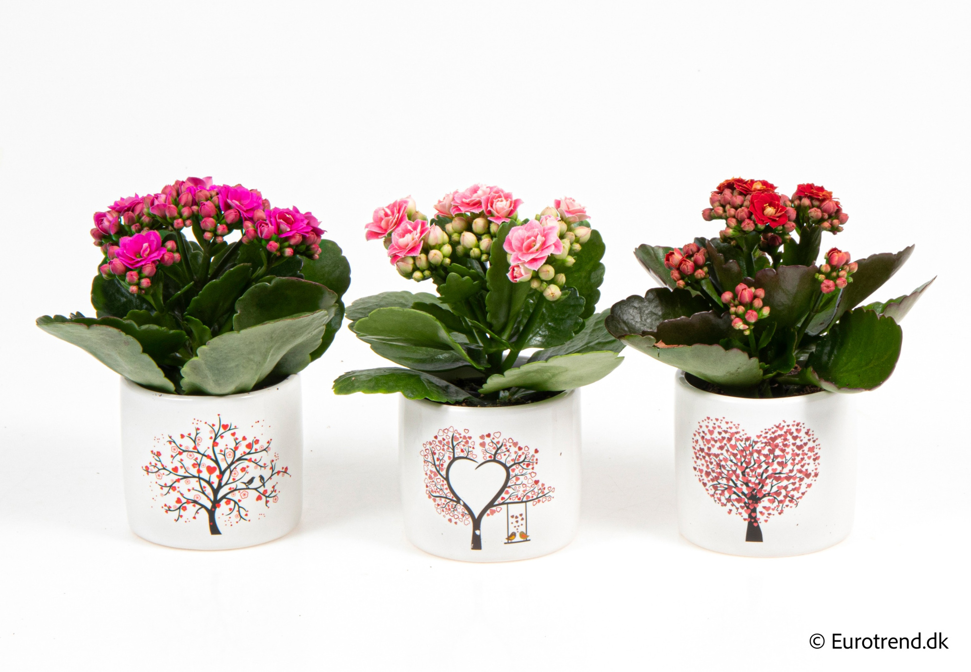 Kalanchoe Roseflowers in Valentine ceramic 2026, D 6