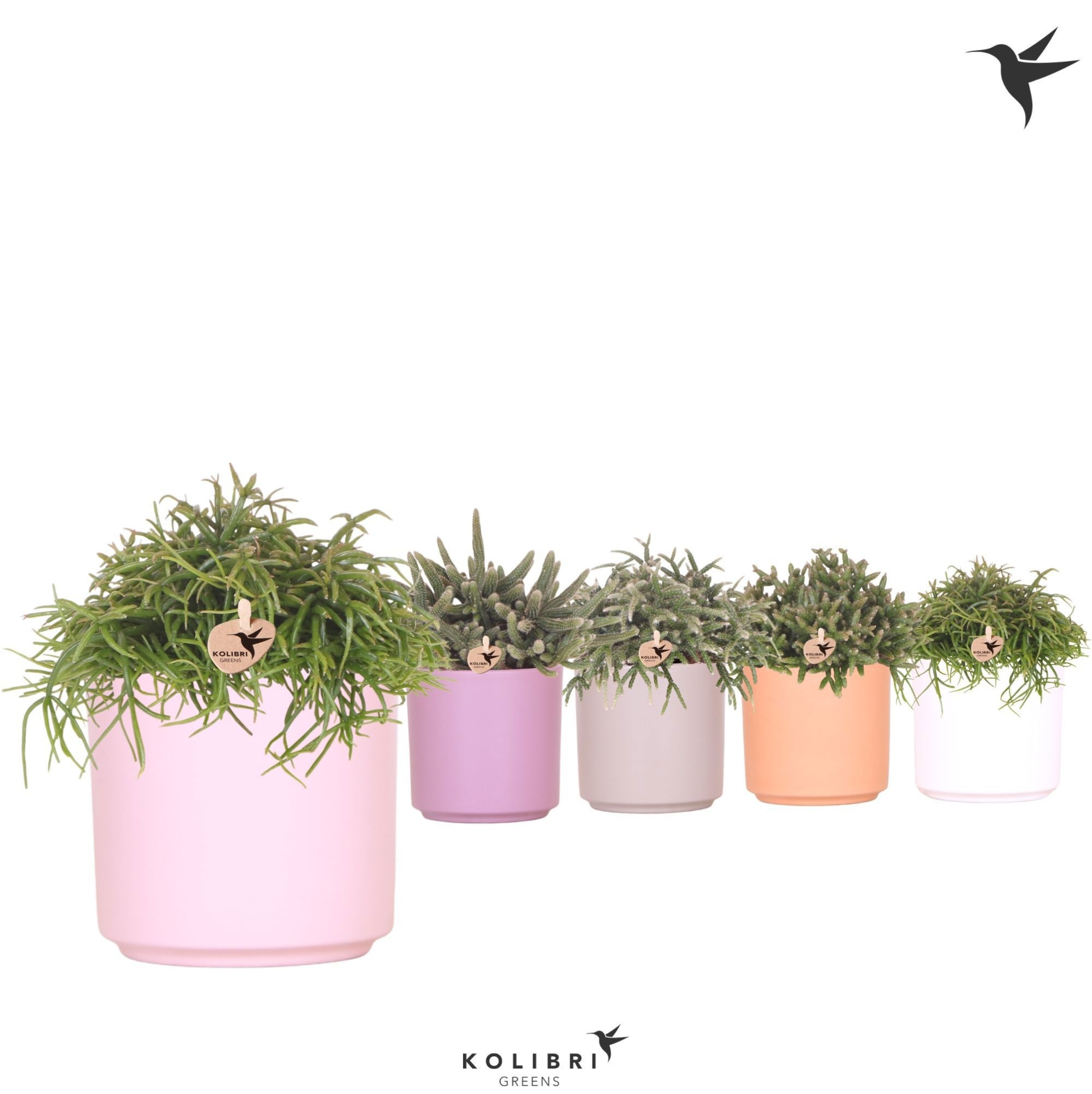 Kolibri Greens Rhipsalis mix in Simplicty pot mix, D 12