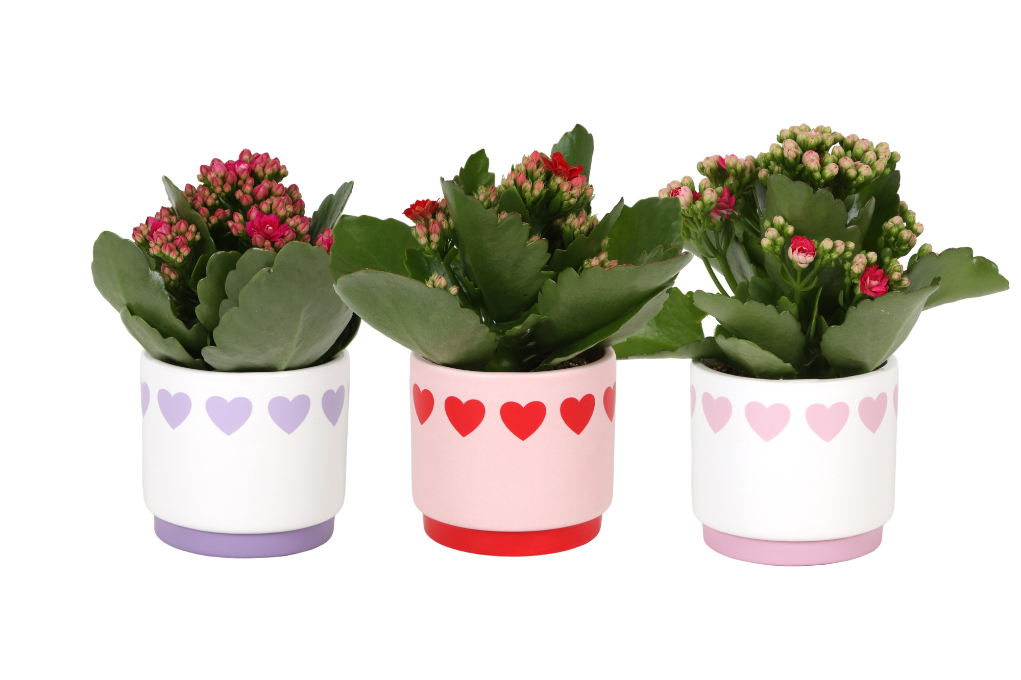 KP-867.1 - Kalanchoe Rosalina 7cm in hartjespot, D 7