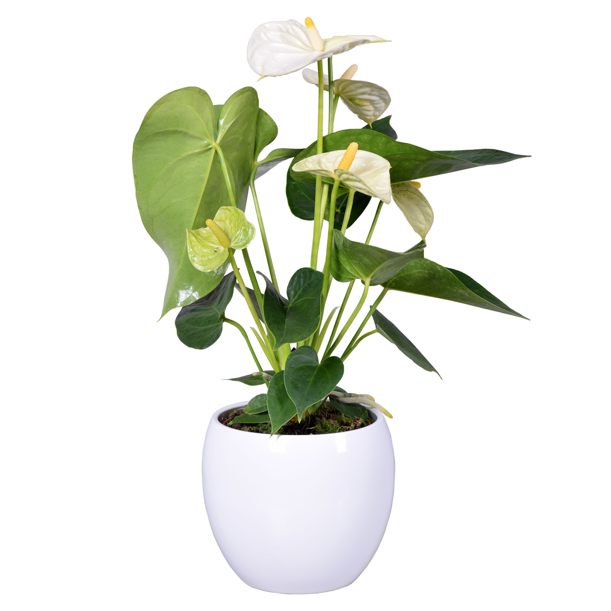 Anthurium Ton sur Ton in witte bolpot, D 13
