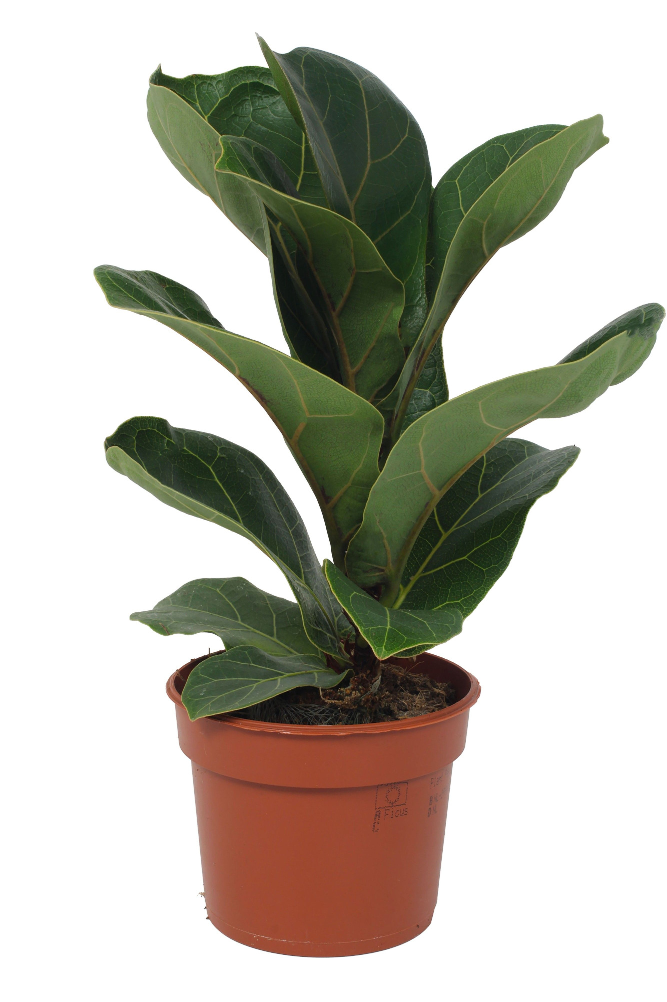 Ficus Bambino 9cm, D 9 cm