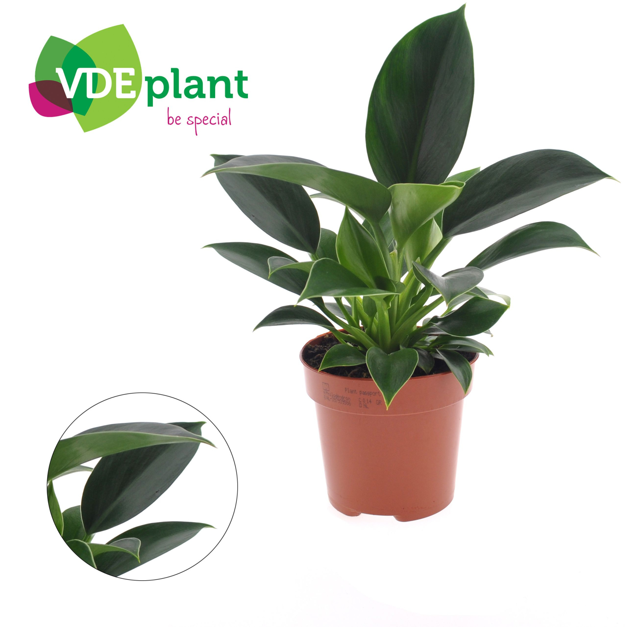 Philodendron Green Princess, D 12