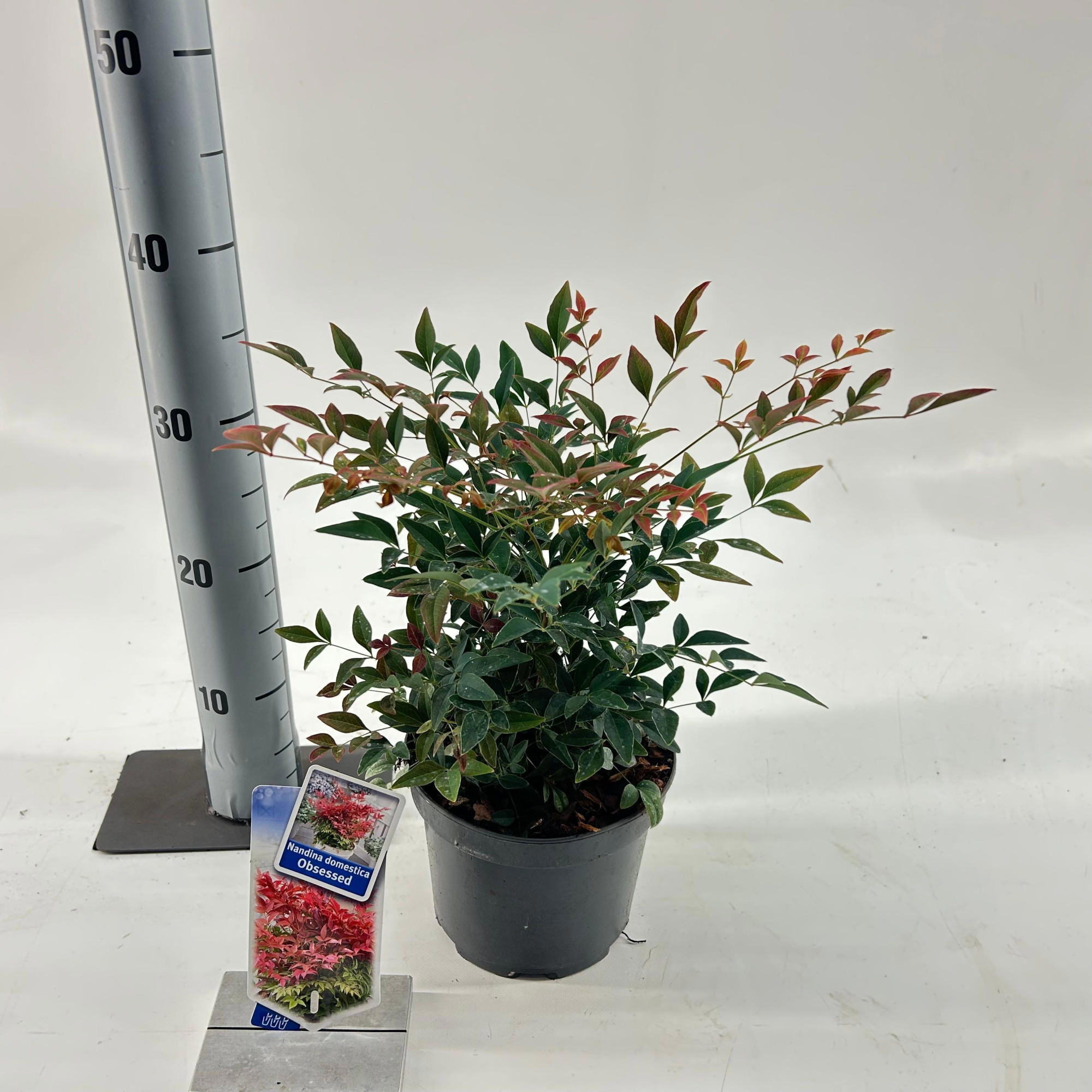 Nandina domestica Obsessed ('Seika'PBR), D 17