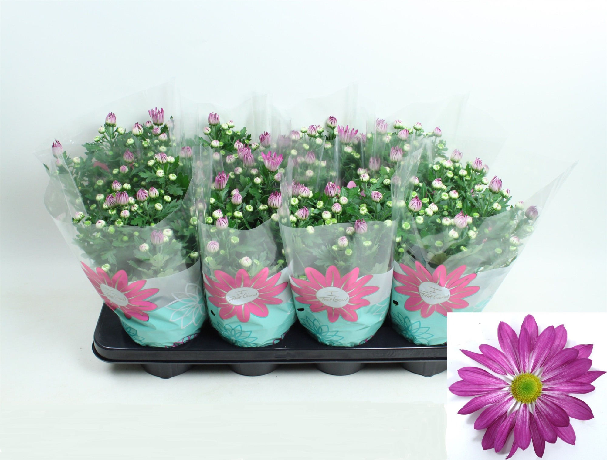 Chrysant Rainbow Rosy Stadium 1, D 14