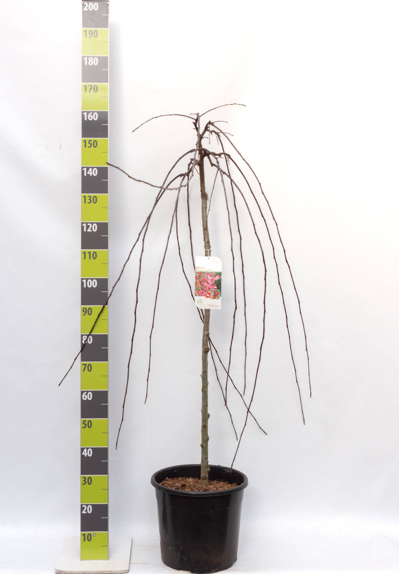 Malus 'Royal Beauty' C 20 120 ha, D 30