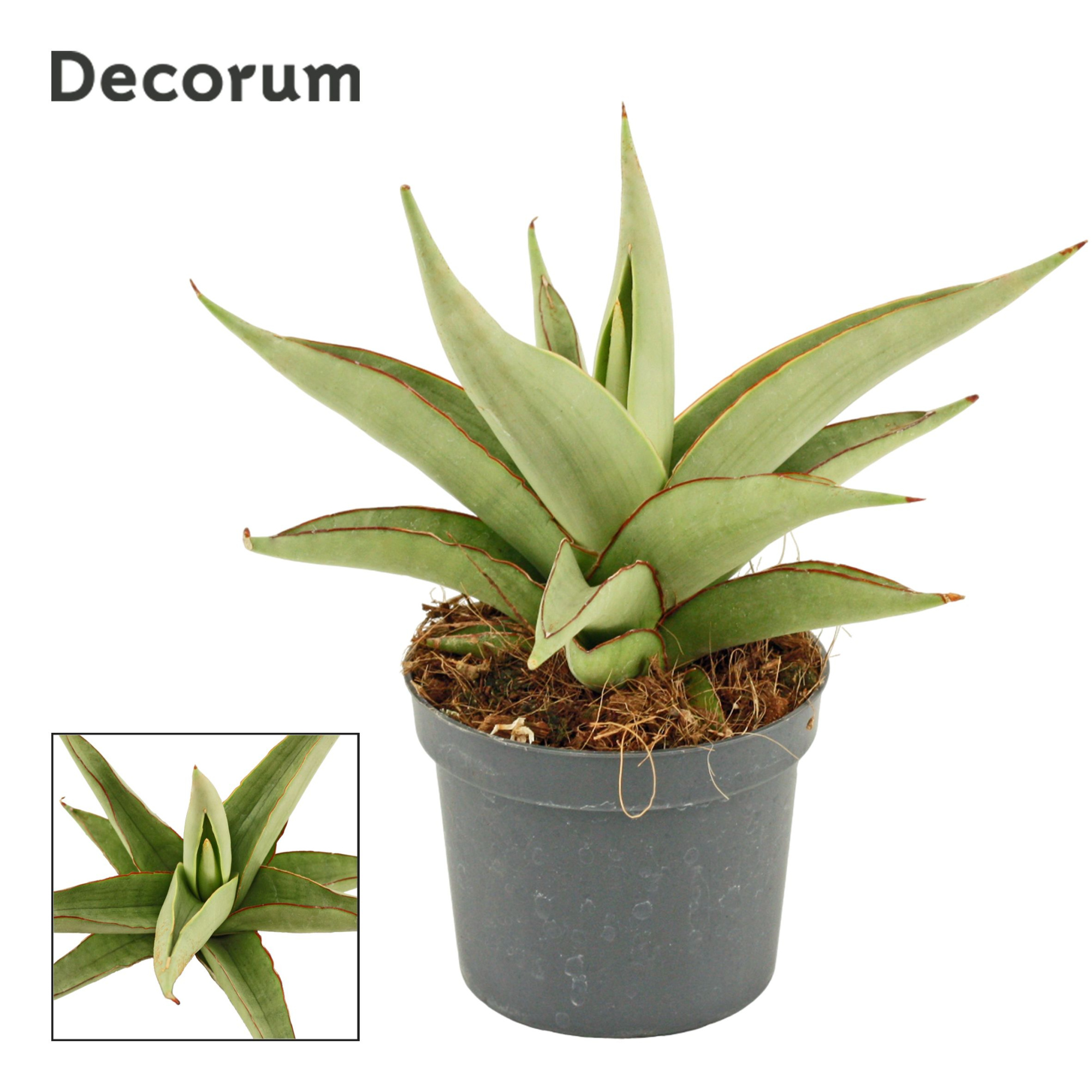 Sansevieria Platinum Crown 9 cm (Decorum), D 9