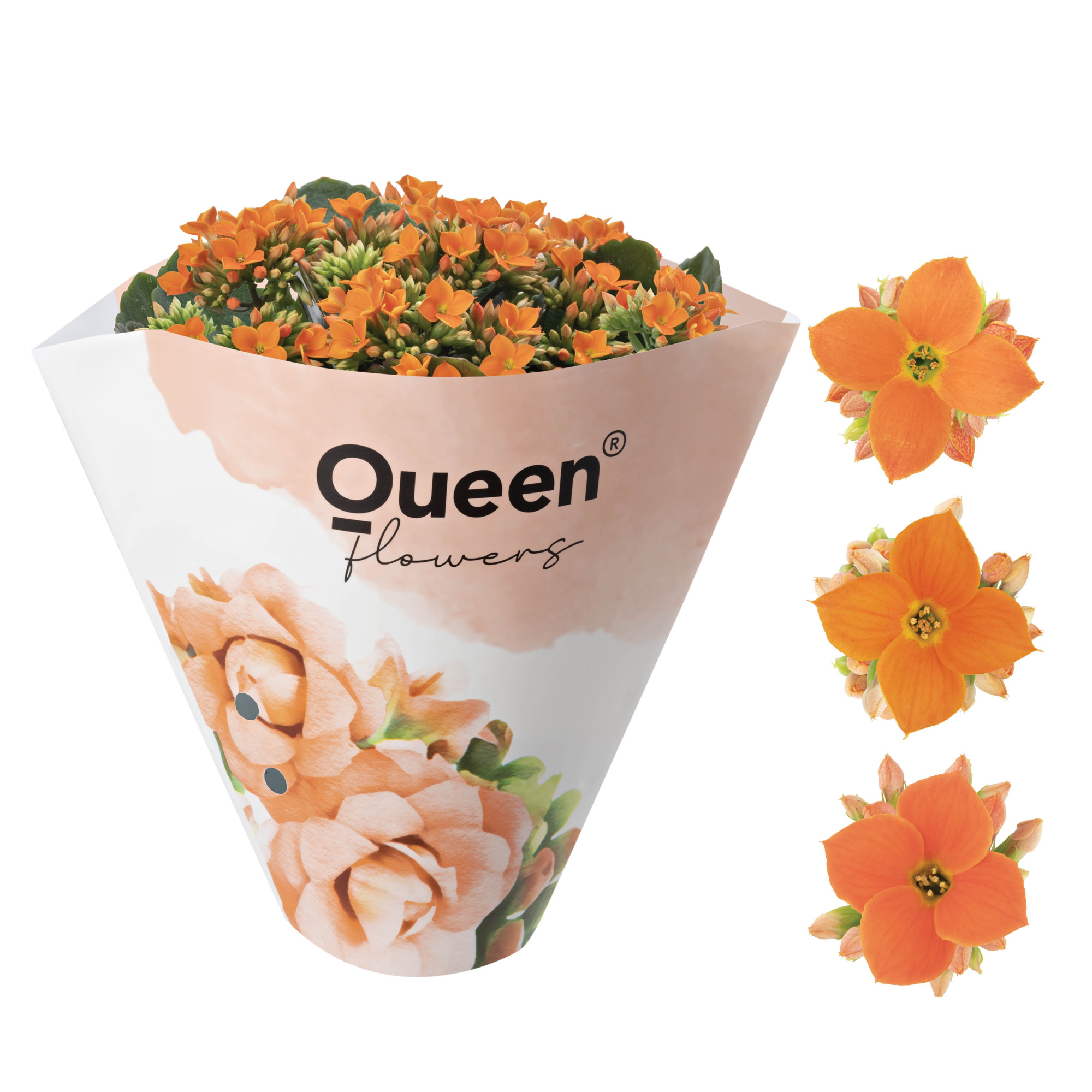 KALANCHOE ARTS-HYBRID 'ORANGE ORIGINAL', D 11