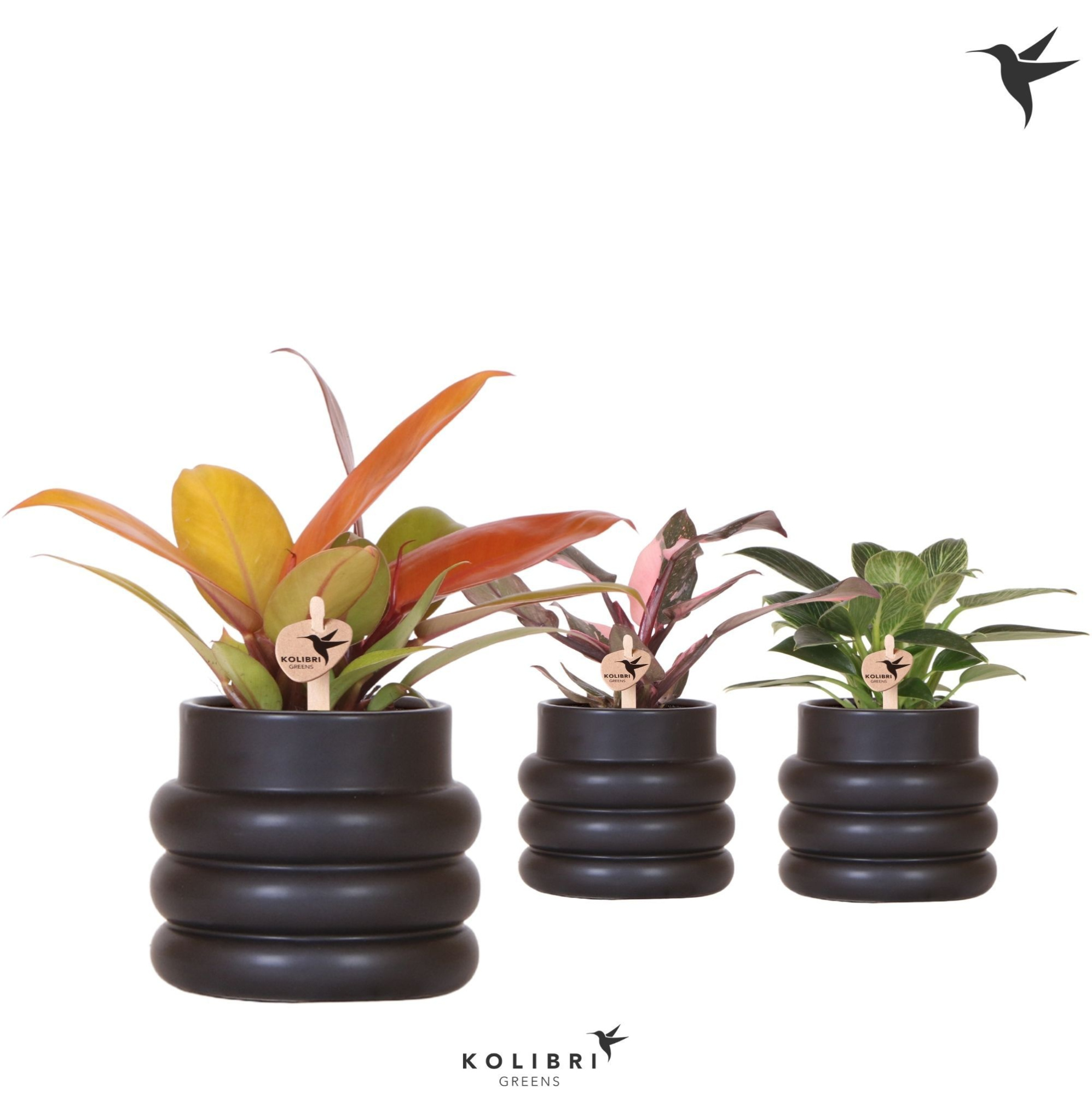 Kolibri Greens Philodendron mix in Bubble pot black, D 9