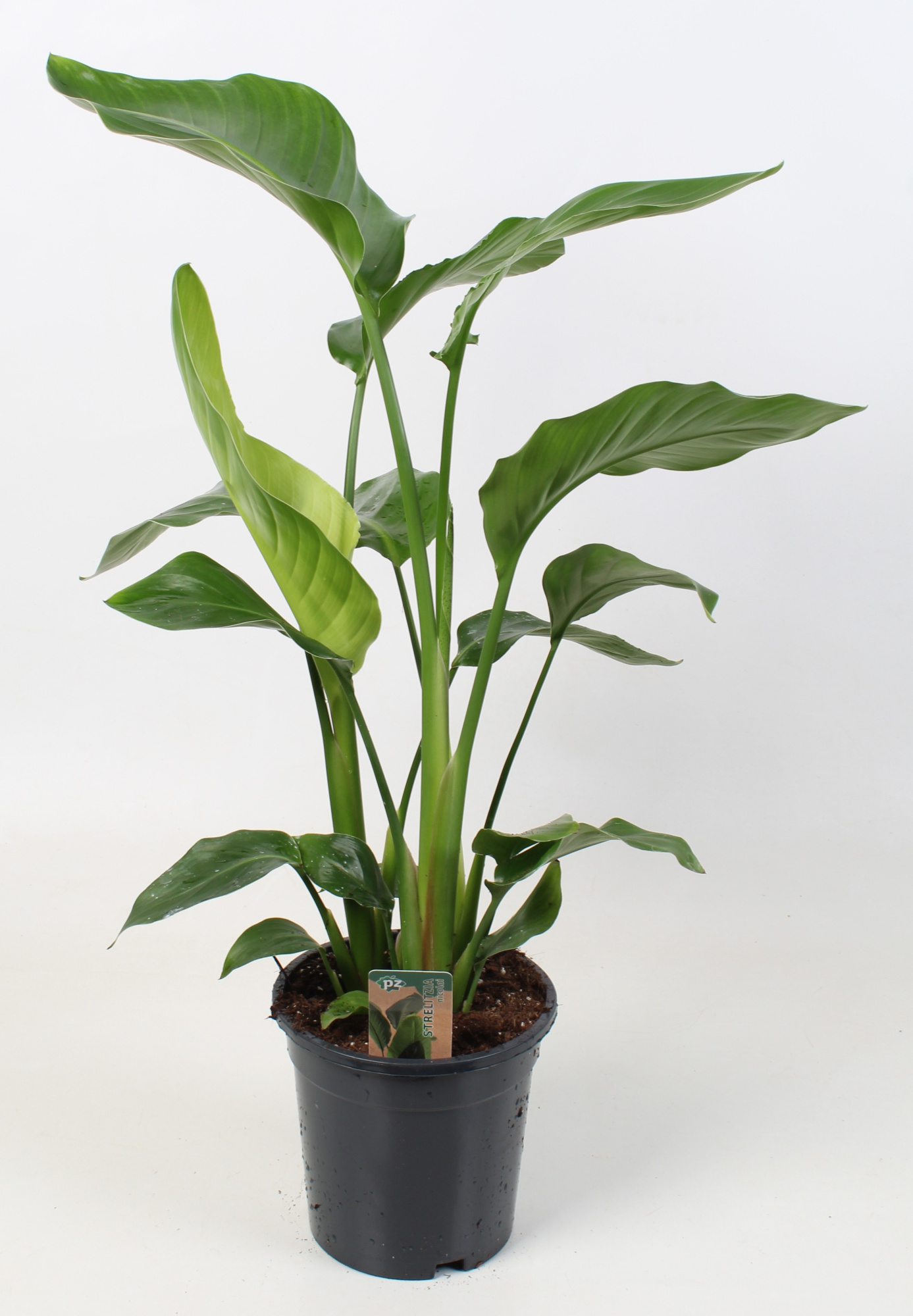 Strelitzia nicolai 17 cm 3 pp, D 17