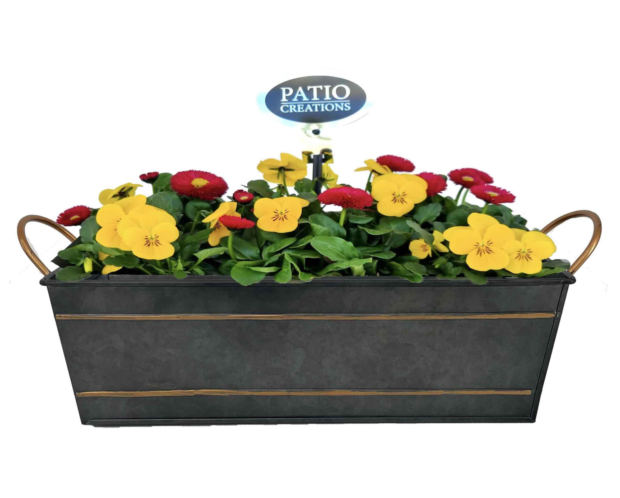 VB838-9003 Viola-Bellis Sterre zink M, D 28