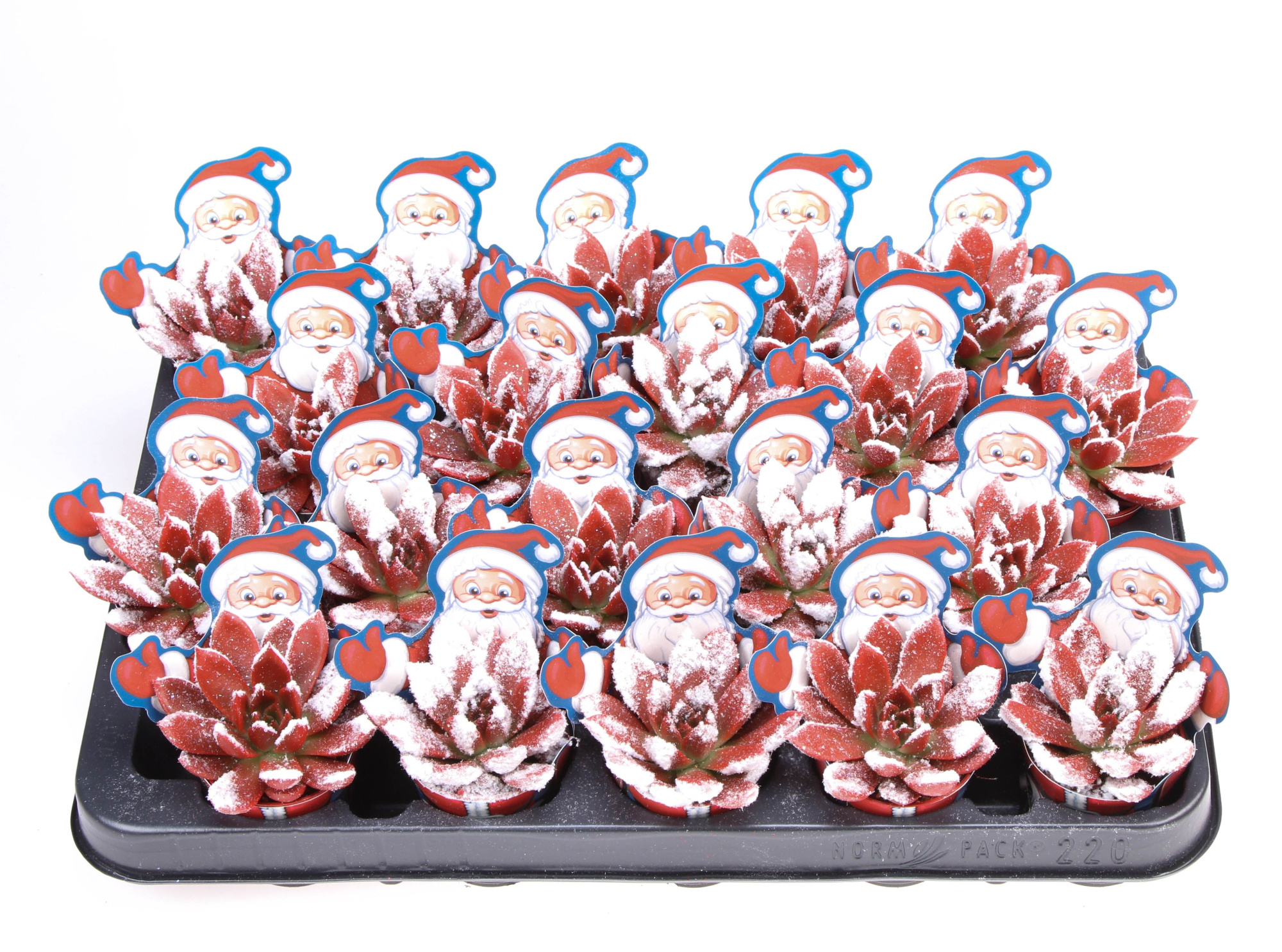 Potcover Santaclaus miranda snowy + bio snow, D 5,5