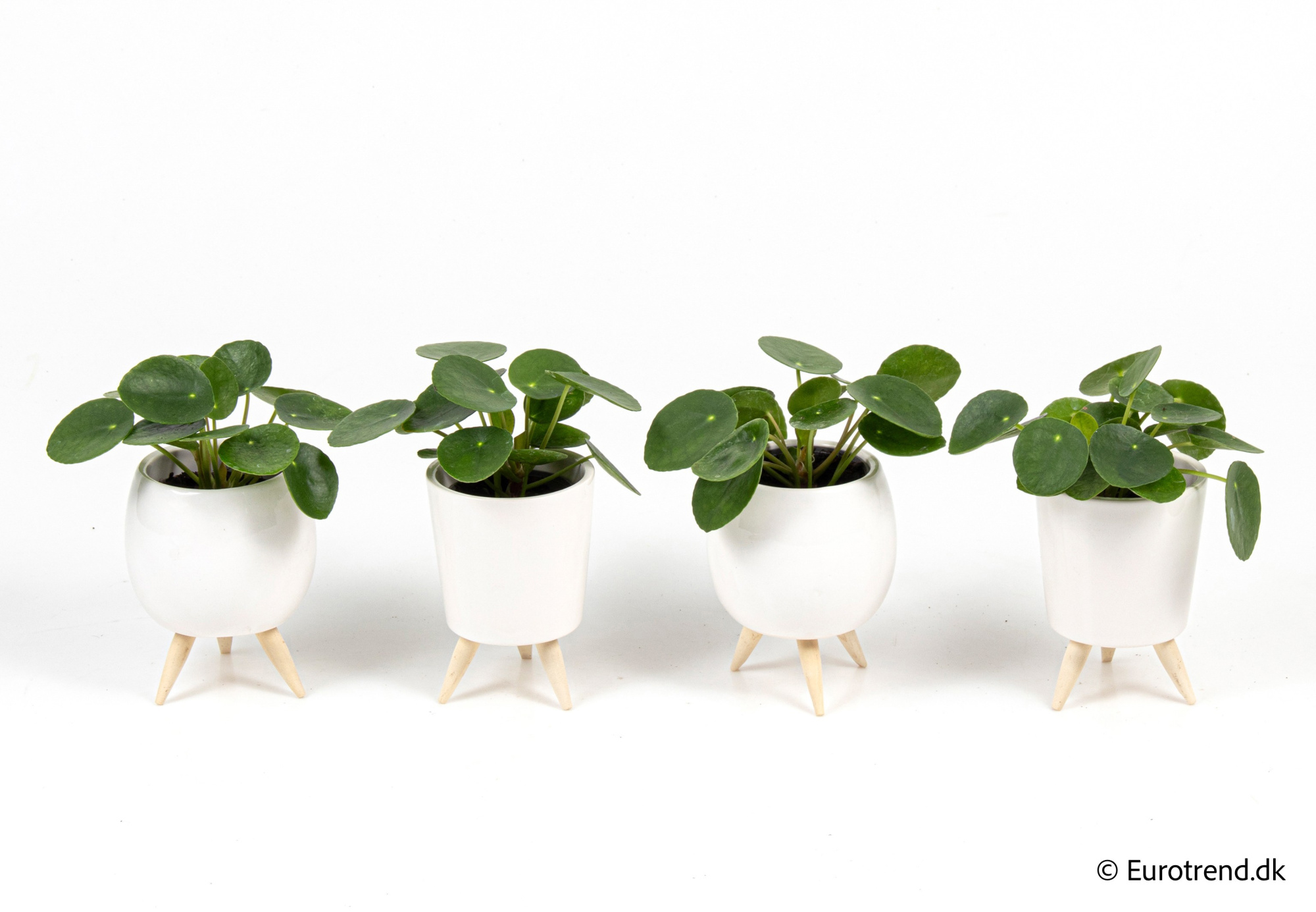 Pilea peperomoides in New Look ceramic 2026, D 6