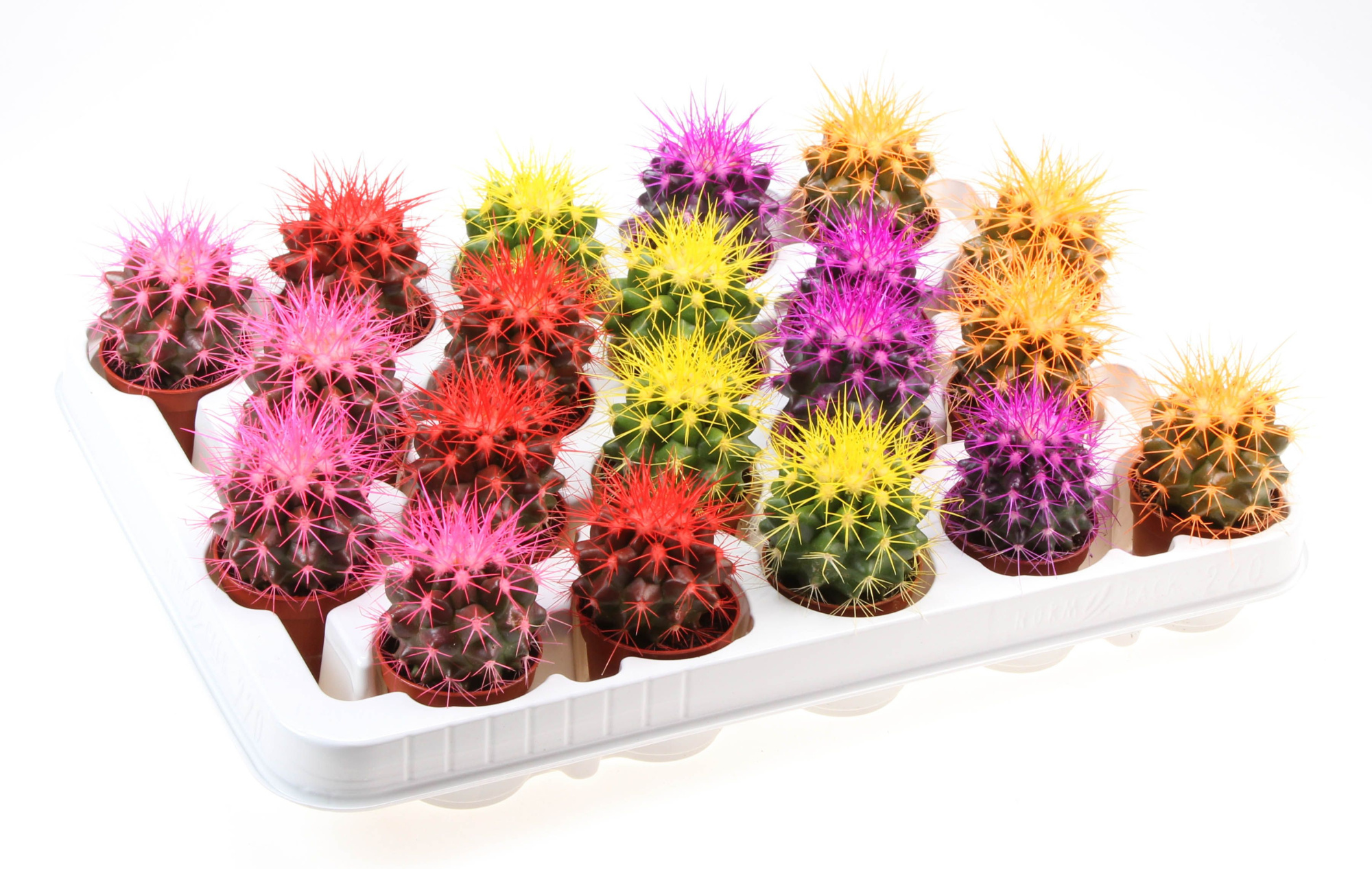 Rainbow cactus grusonii mix XXL, D 5,5