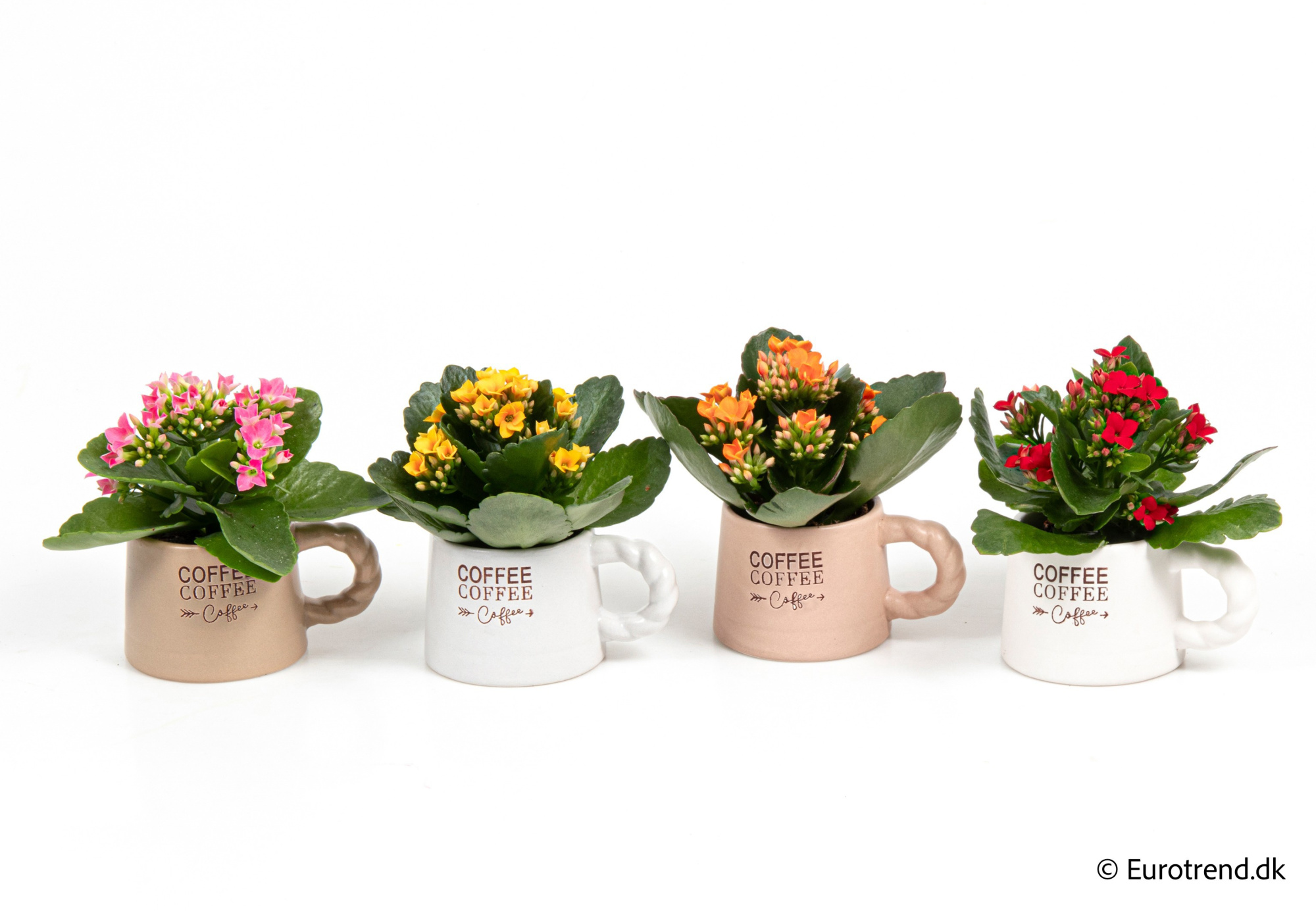 Kalanchoe in New Look ceramic 2026, D 6