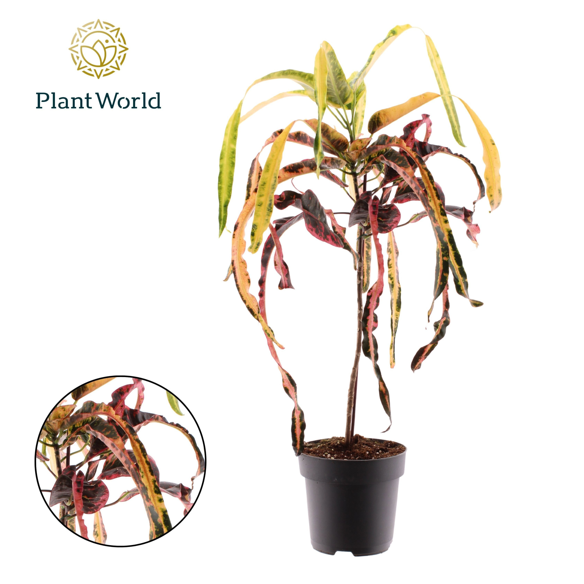 Croton Dreadlock, D 19