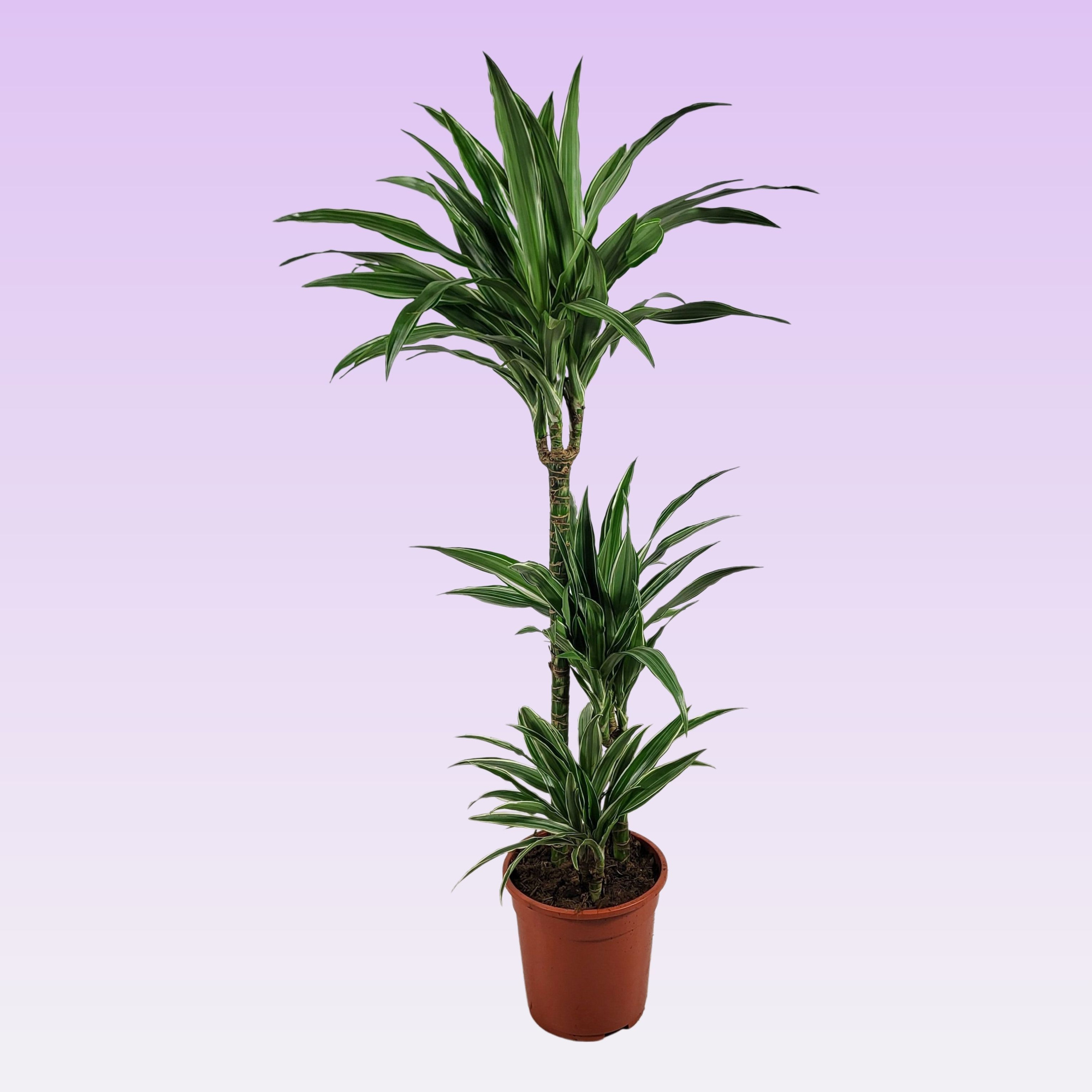 Dracaena Warneckei 60-30-15 100cm, D 21