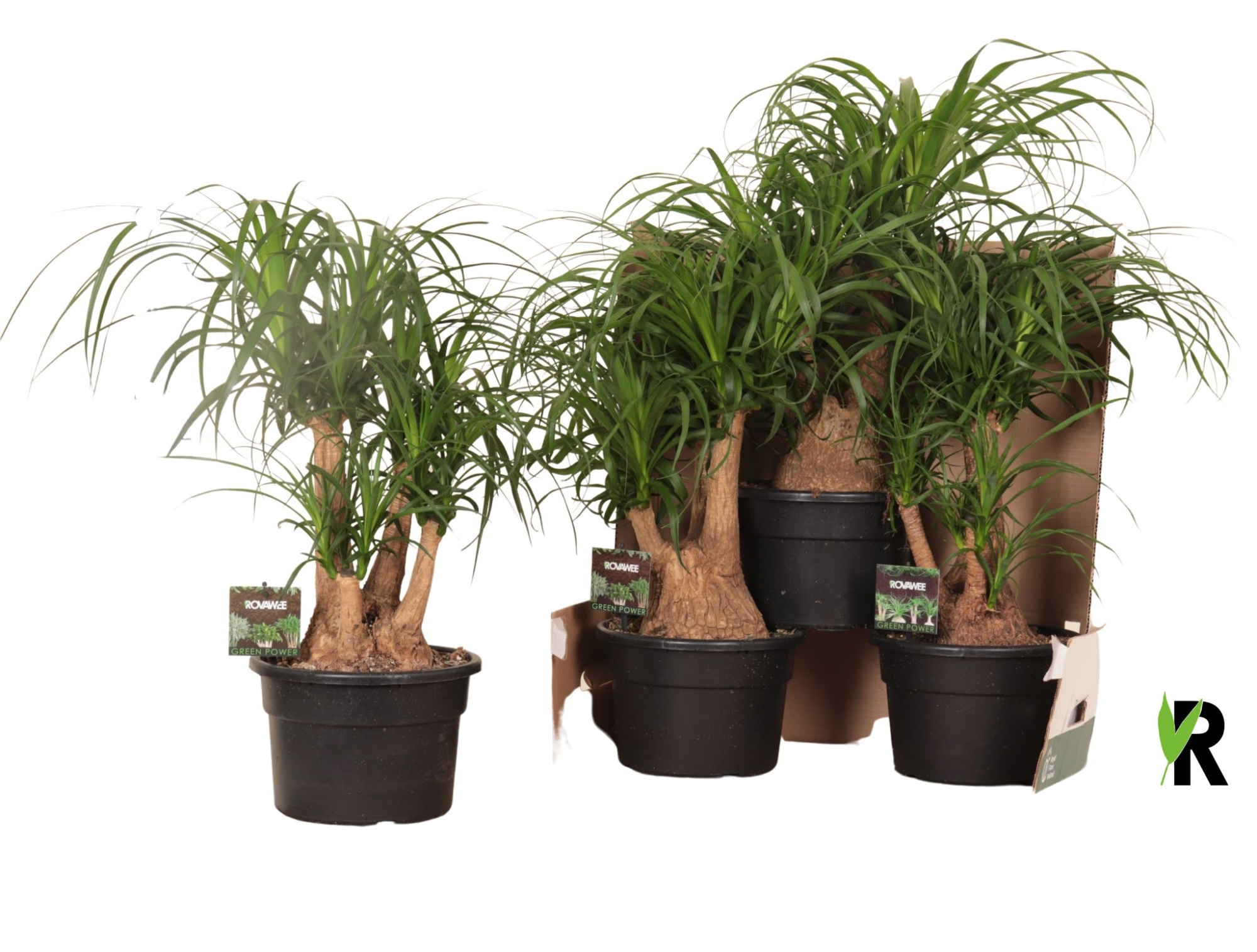 Beaucarnea rec. vertakt in fust 352, D 23