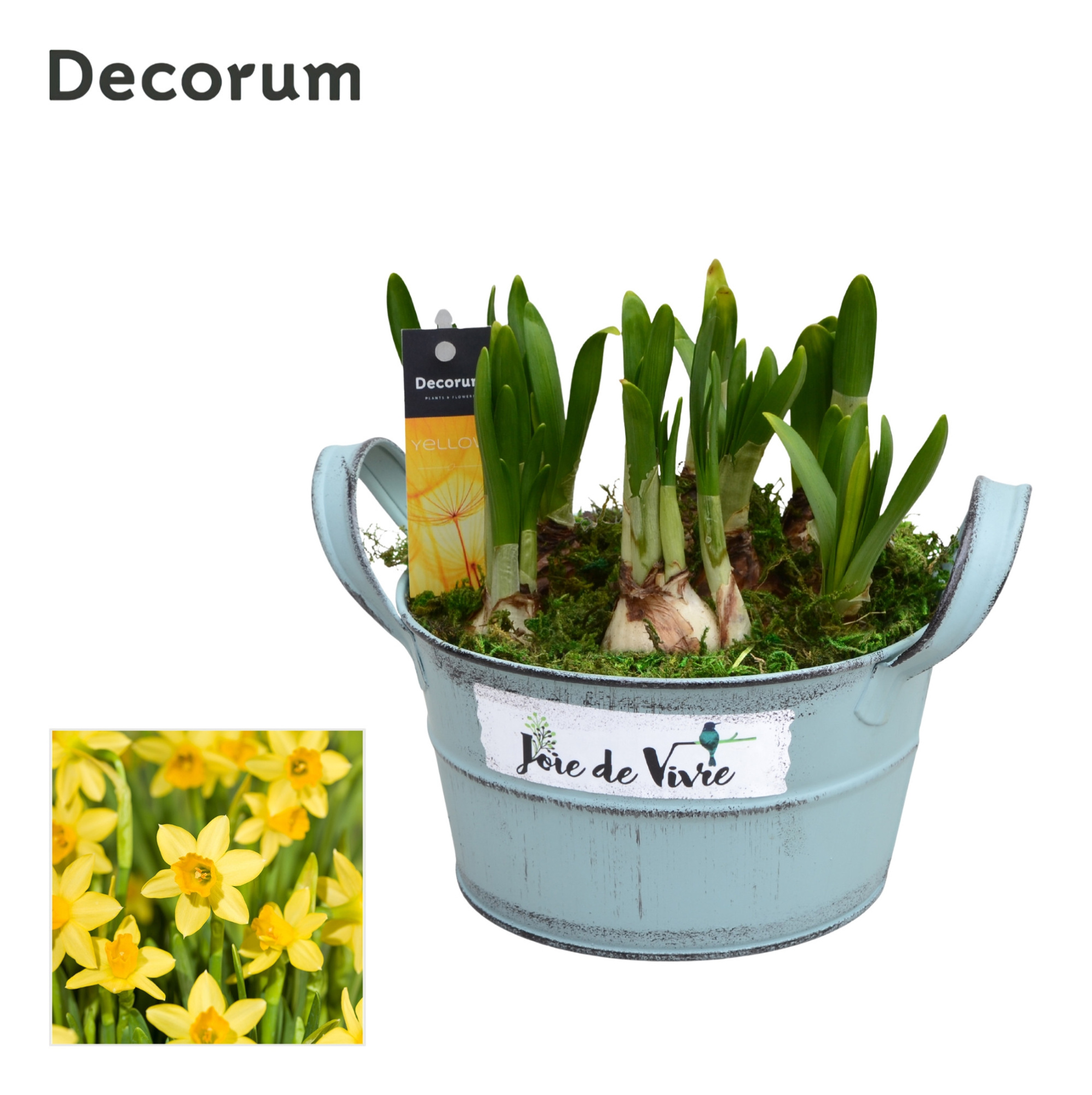 Narcis Joie de Vivre HL15563N, D 18