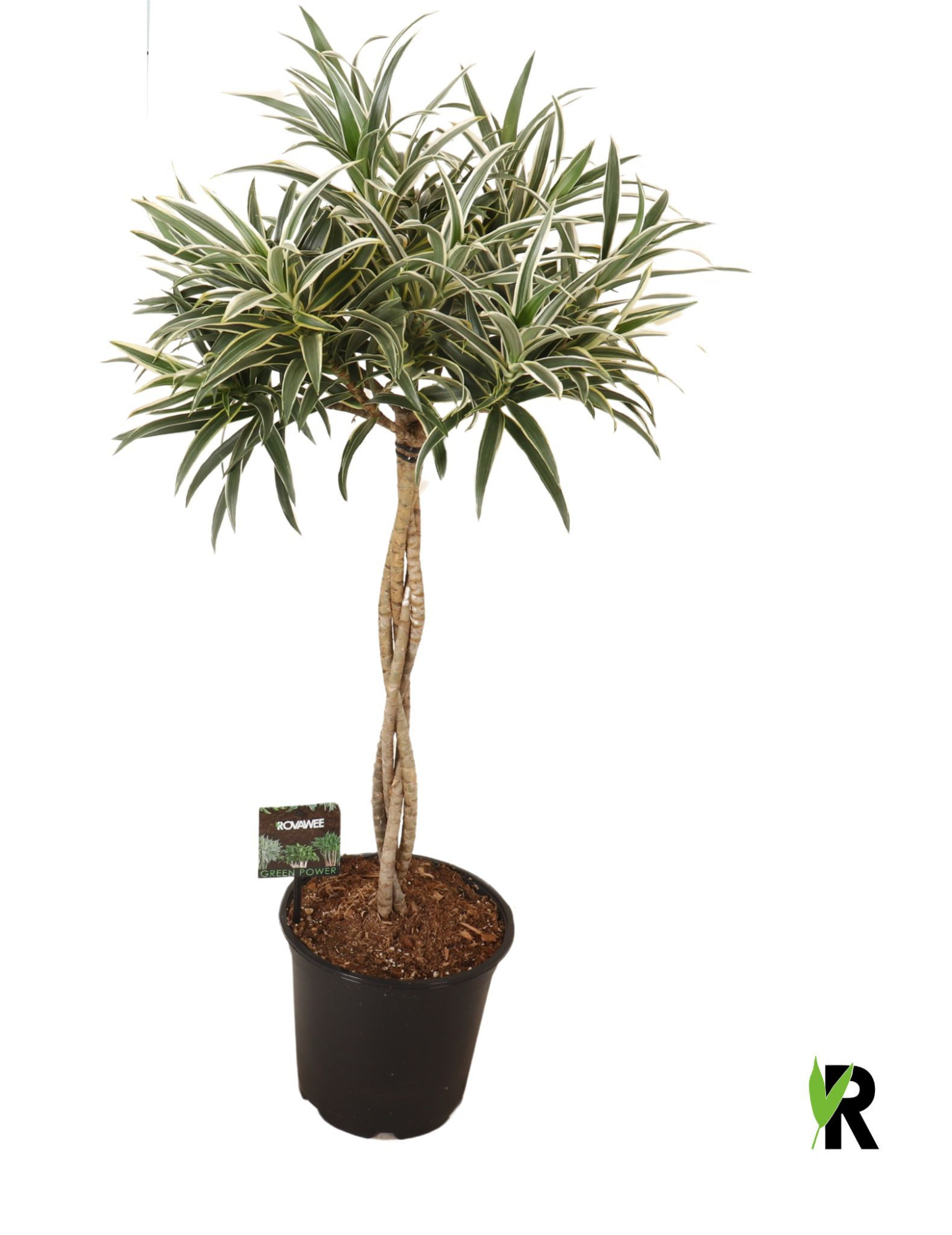 Dracaena reflexa Valentina gevlochten stam, D 21