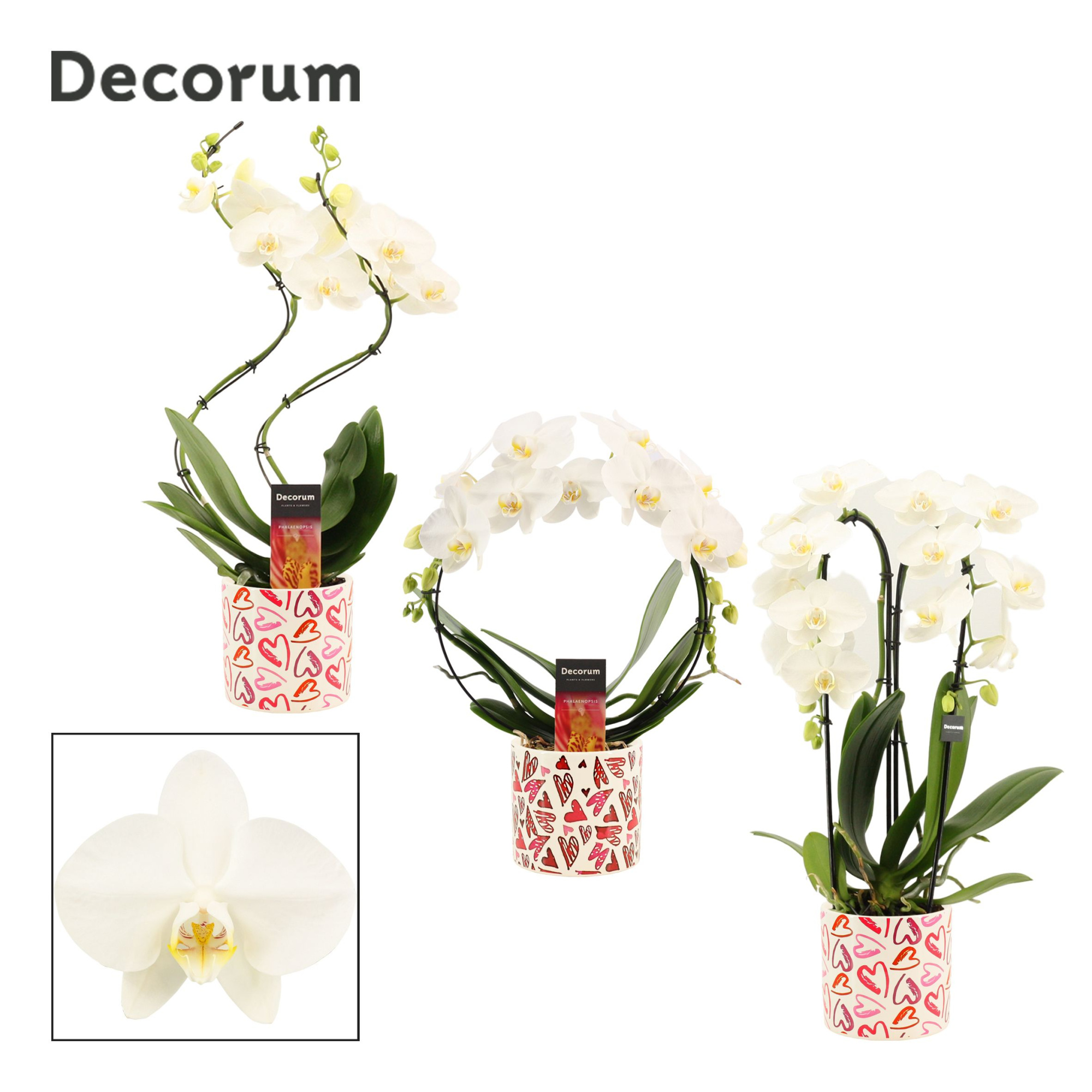 Phalaenopsis vormen mix 2 tak wit in Julia (Deco-collection), D 12